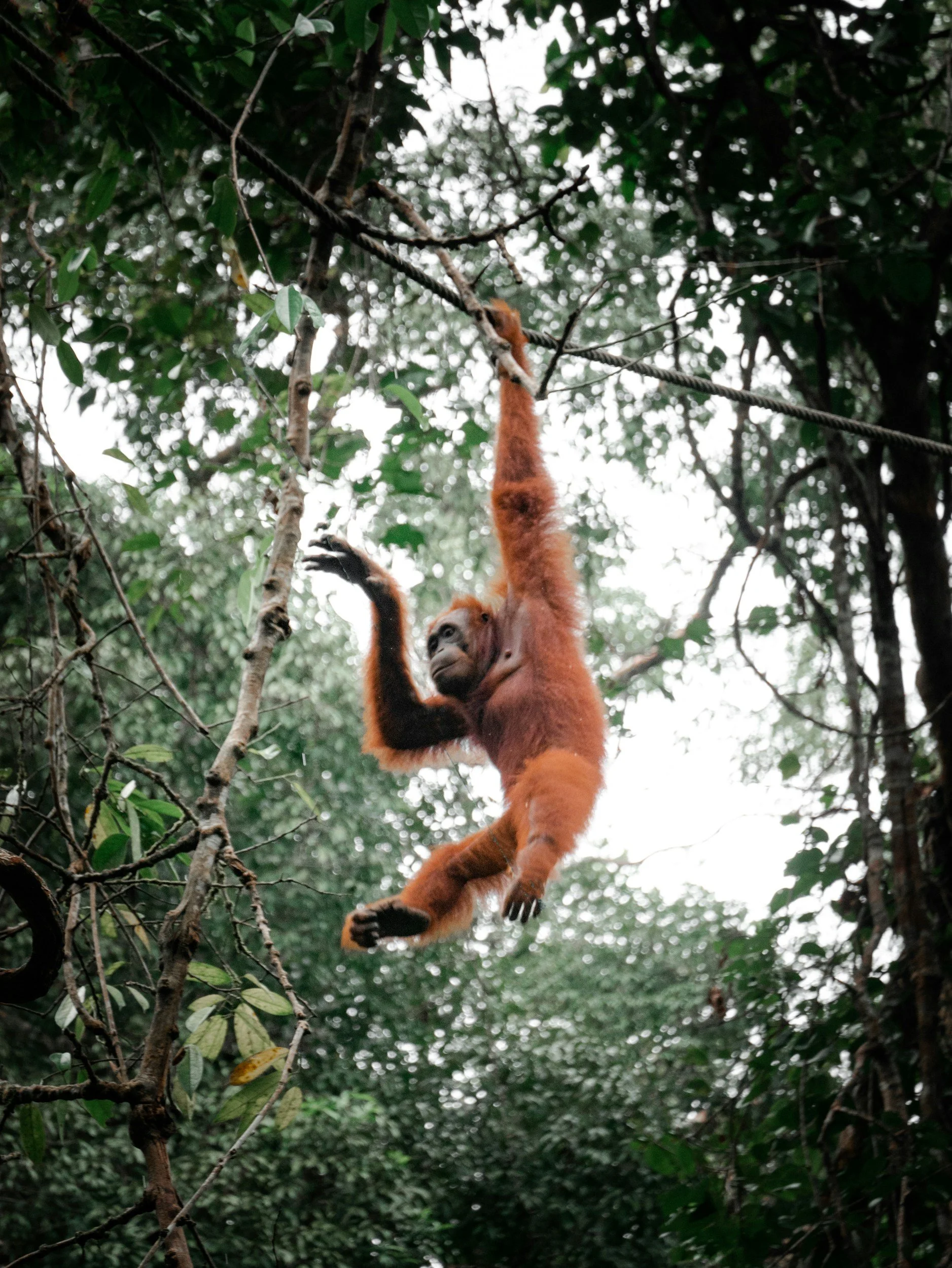 Sumatra 