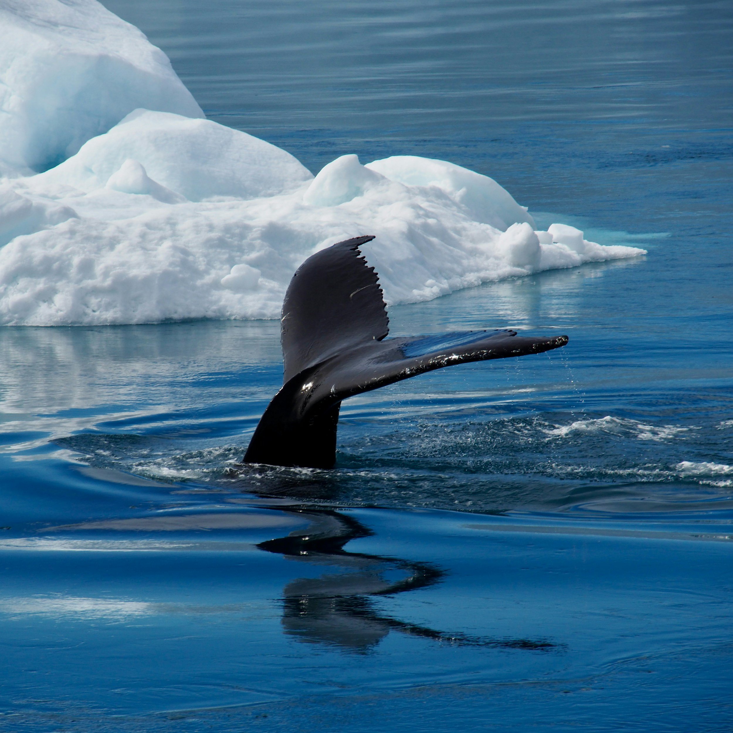 Iceland- Reykjavík , Whale Watching, stables &amp; blue lagoon
