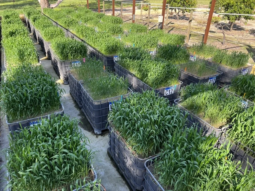 Multiple containers with young green plants in a nursery or greenhouse, with labels and irrigation system visible, surrounded by a wooden fence and trees.