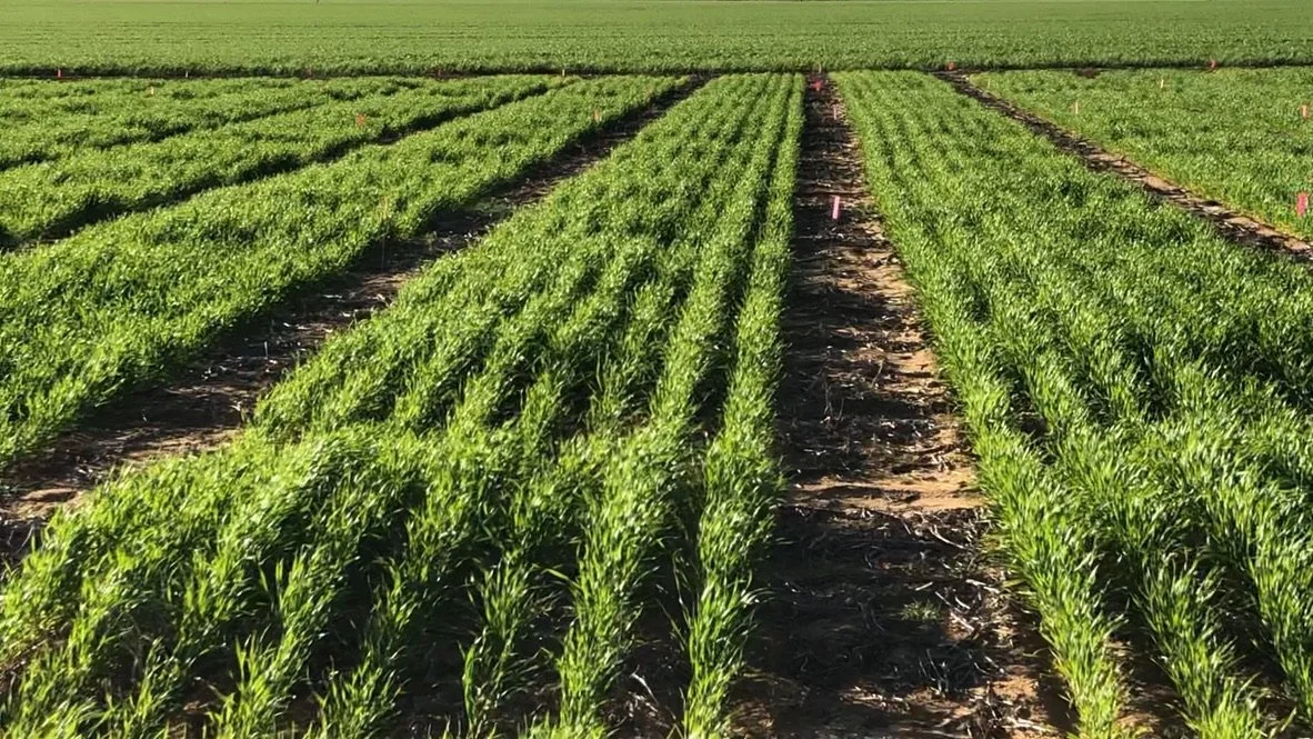 Green crops growing in orderly rows on a farm field