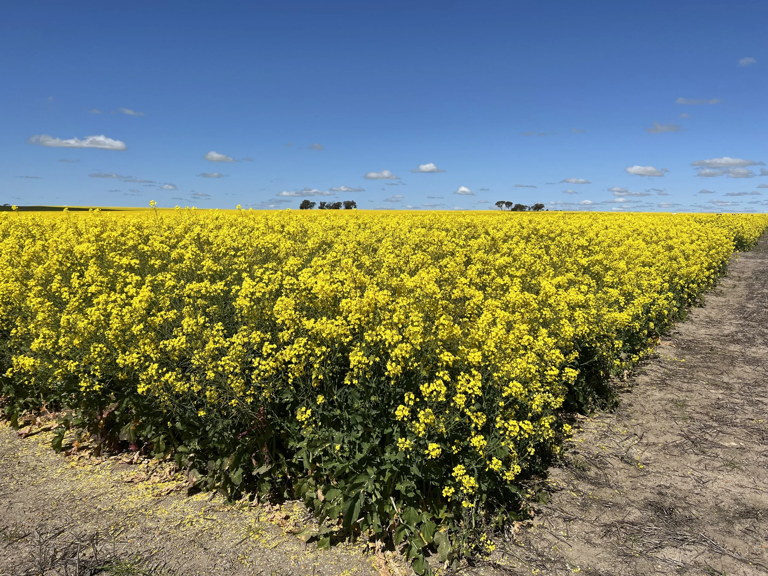 A field of bright yellow flowering plants under a blue sky with scattered clouds, with a dirt path on the right side.