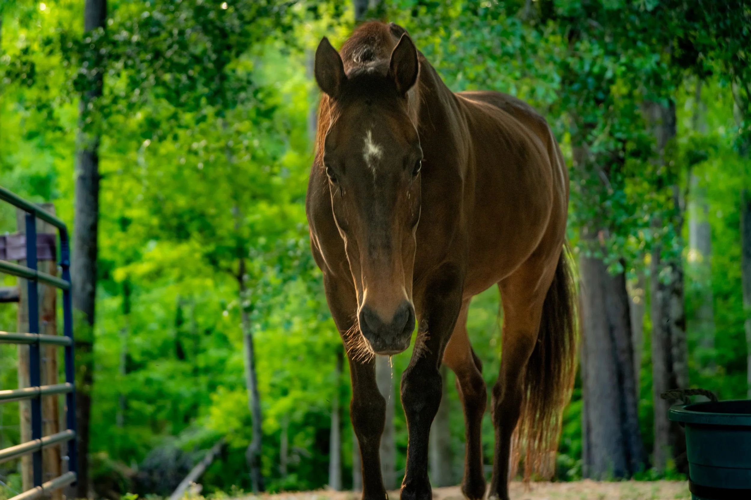 A brown horse standing outdoors in a lush green, wooded area.
