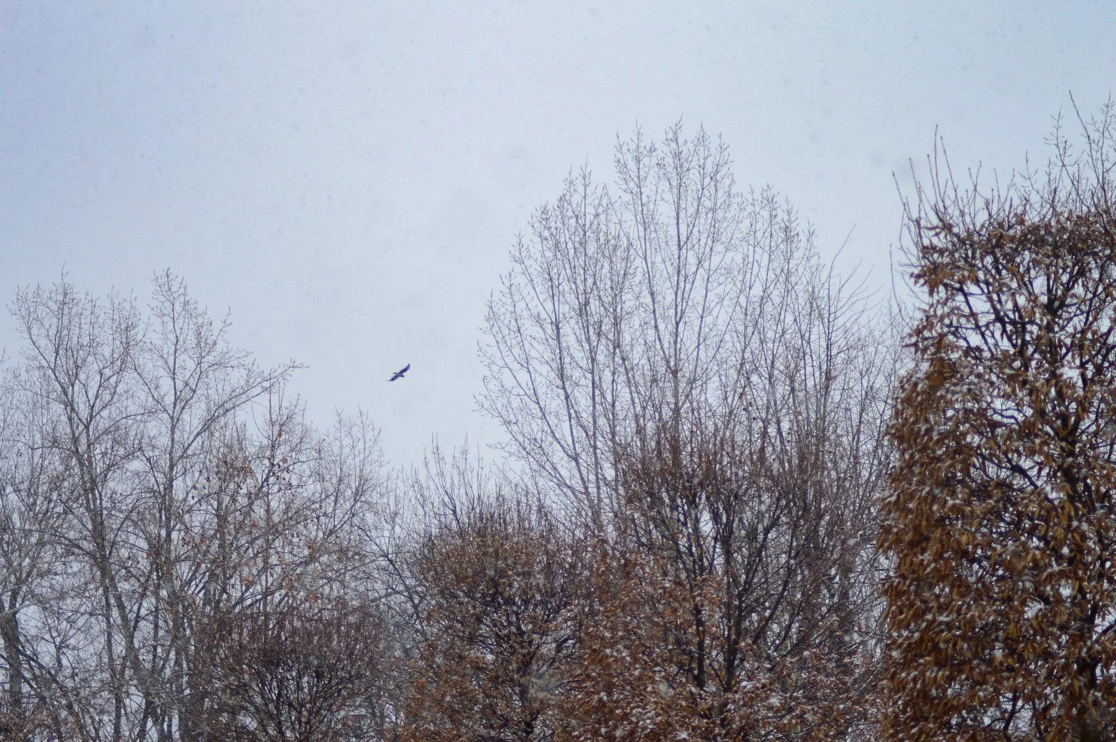 IMG_6251.JPG