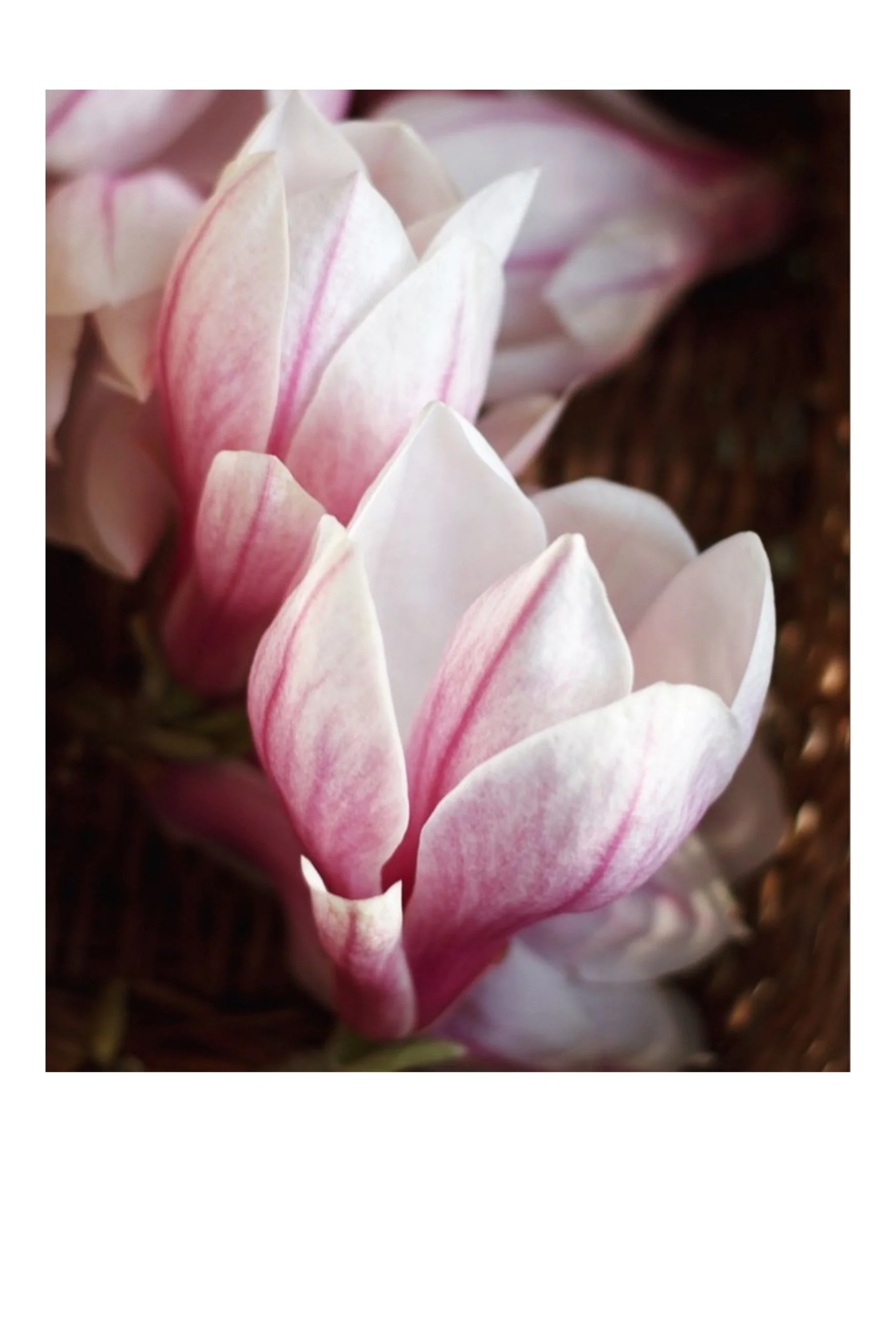 Open Magnolia