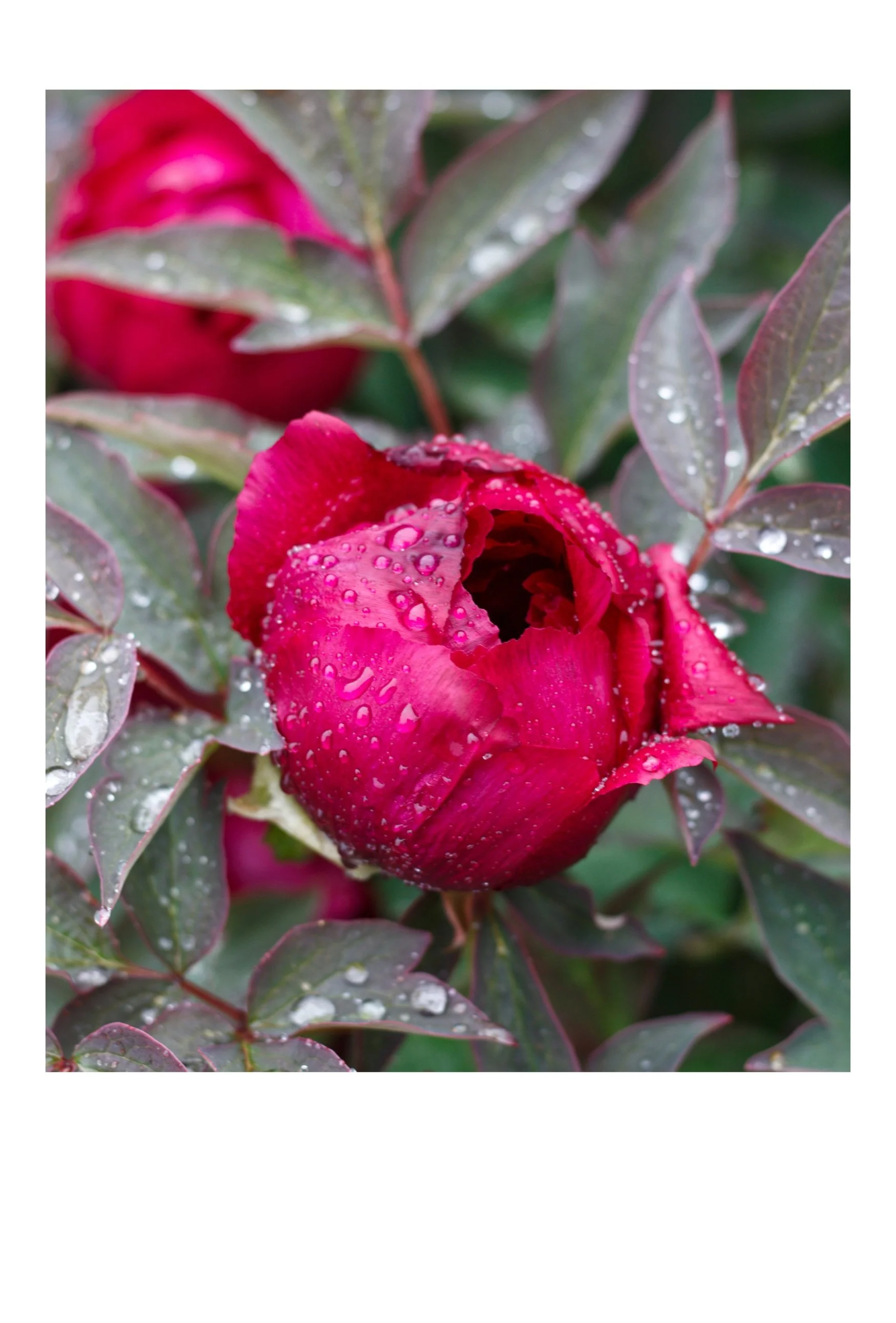 Raindrops on Peony