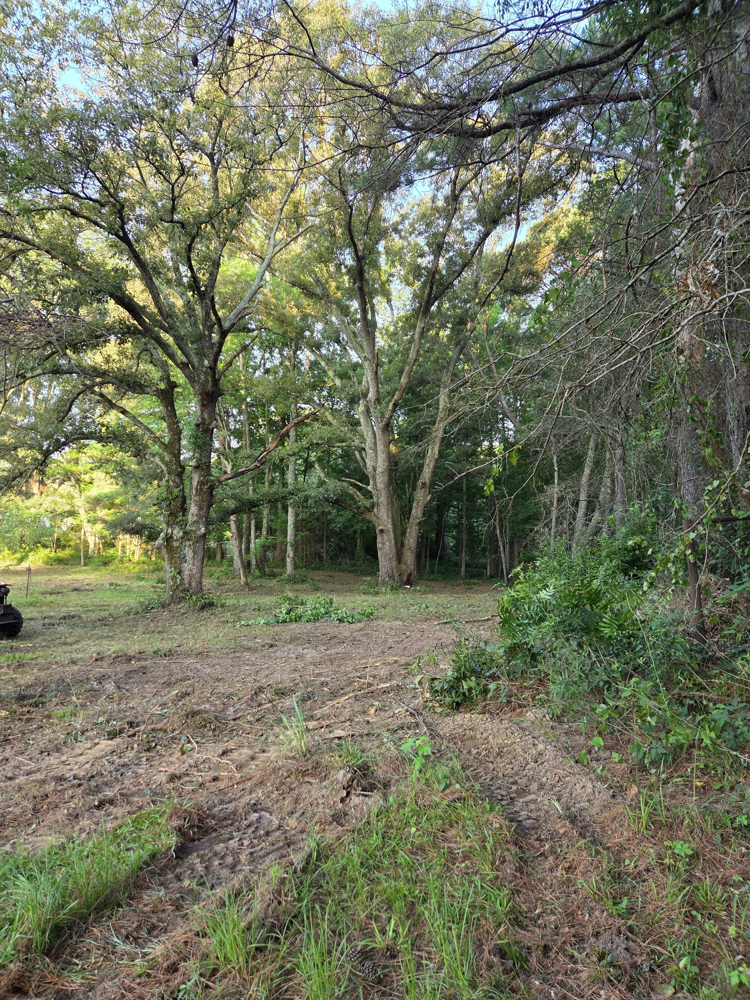 Uncovering the Oak Grove