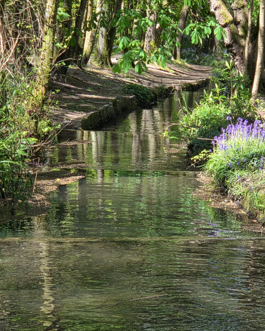 A peaceful forest scene with a narrow calm stream running through lush green vegetation, trees, and purple flowers on the right side.