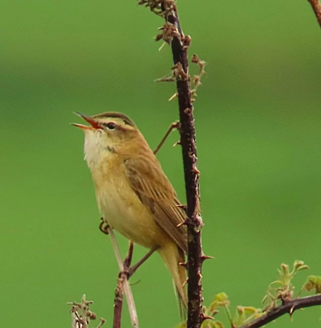 A small, brown bird with a striped head perched on a thorny branch, singing with its beak open against a green background.