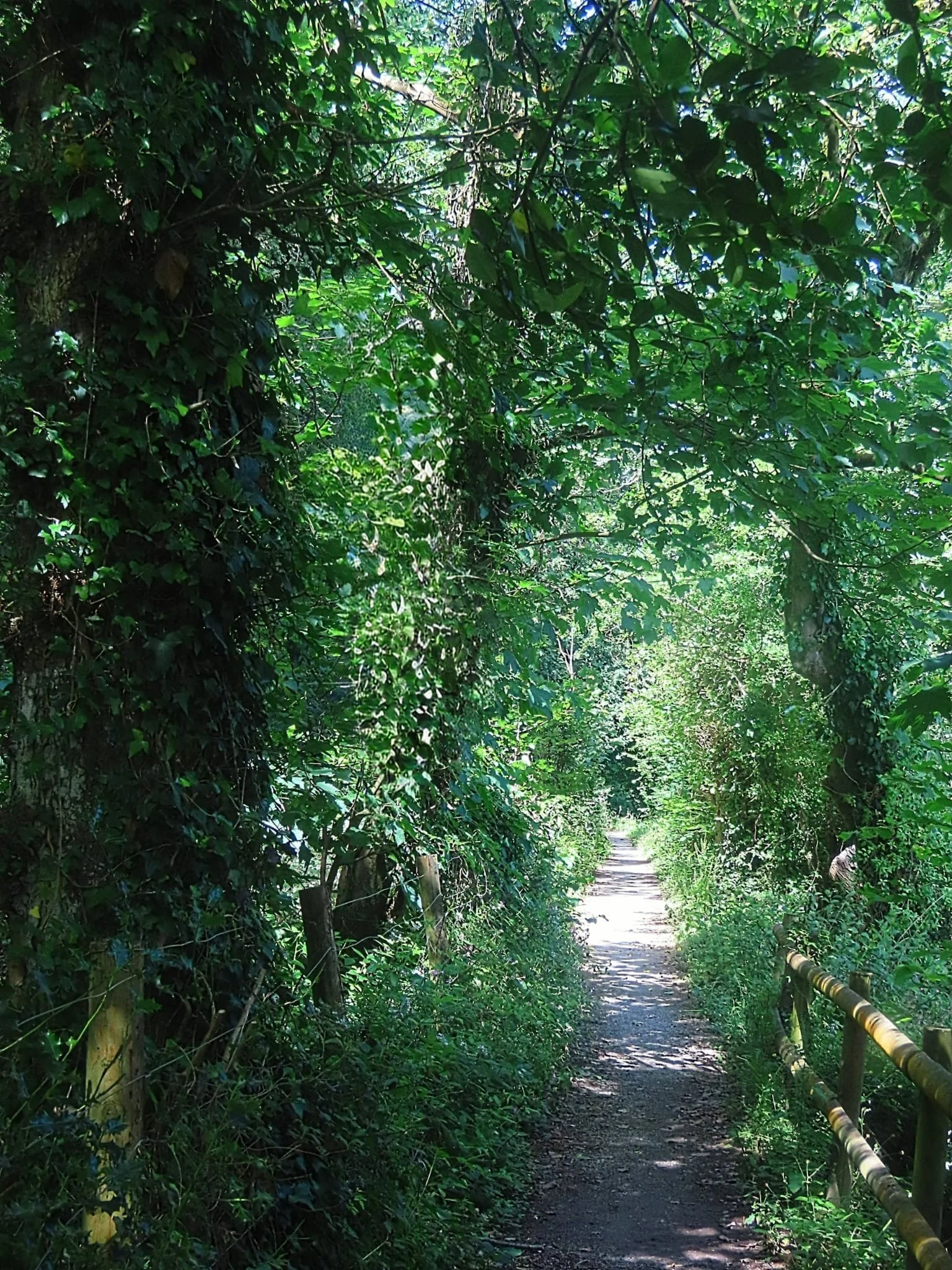 A dirt pathway surrounded by dense green foliage and trees, with a wooden fence on the right side, leading into a sunny, leafy forest.