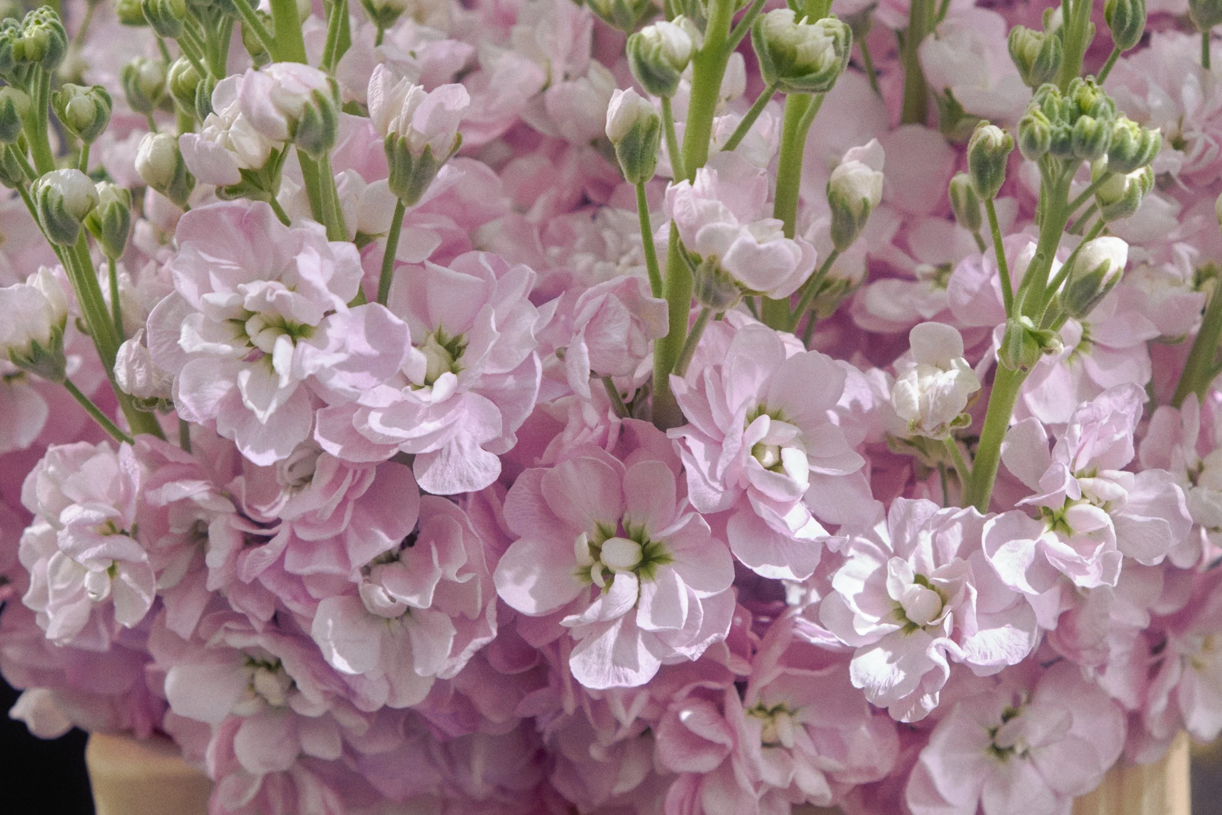 DSCF5143.jpg