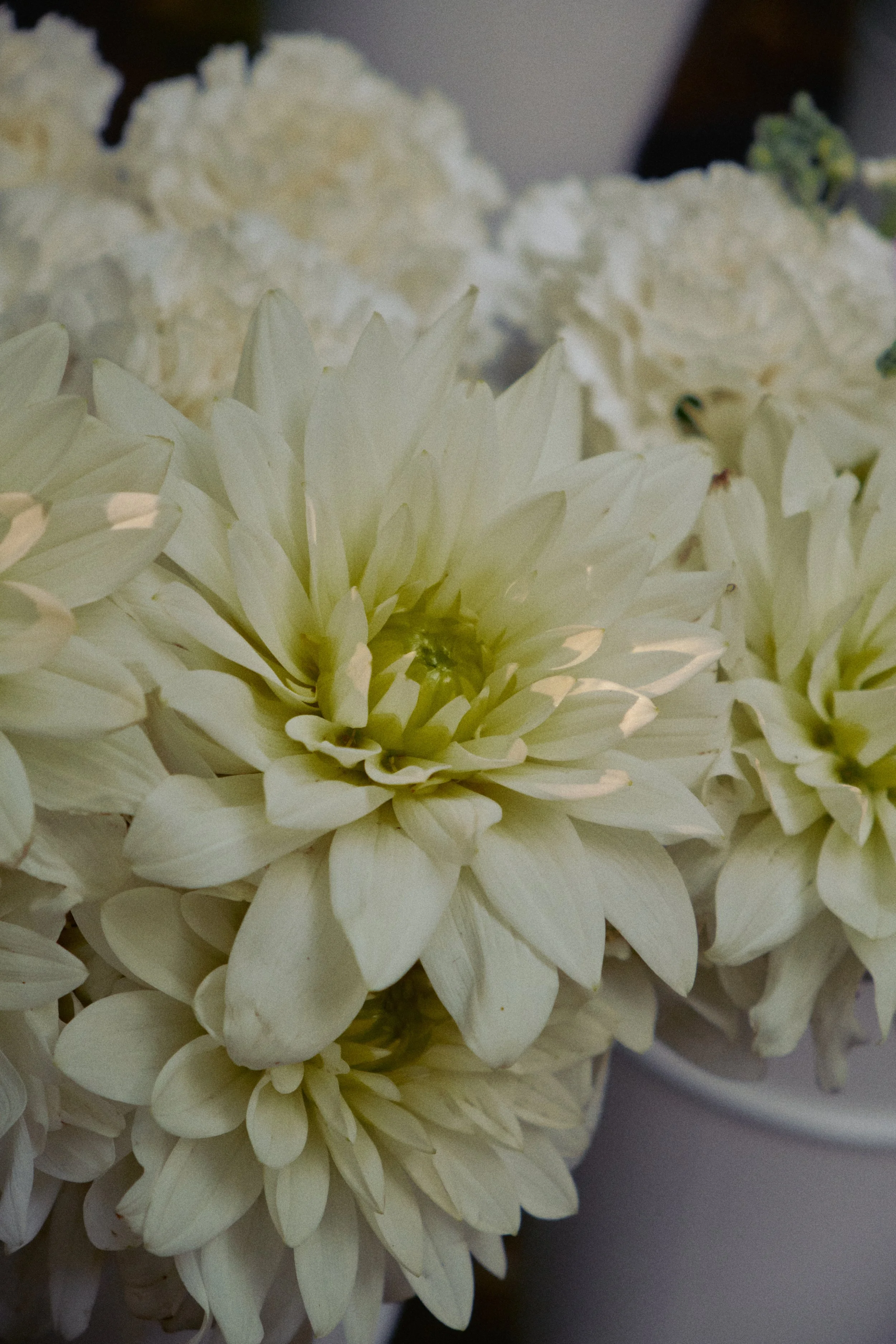 DSCF6516.jpg