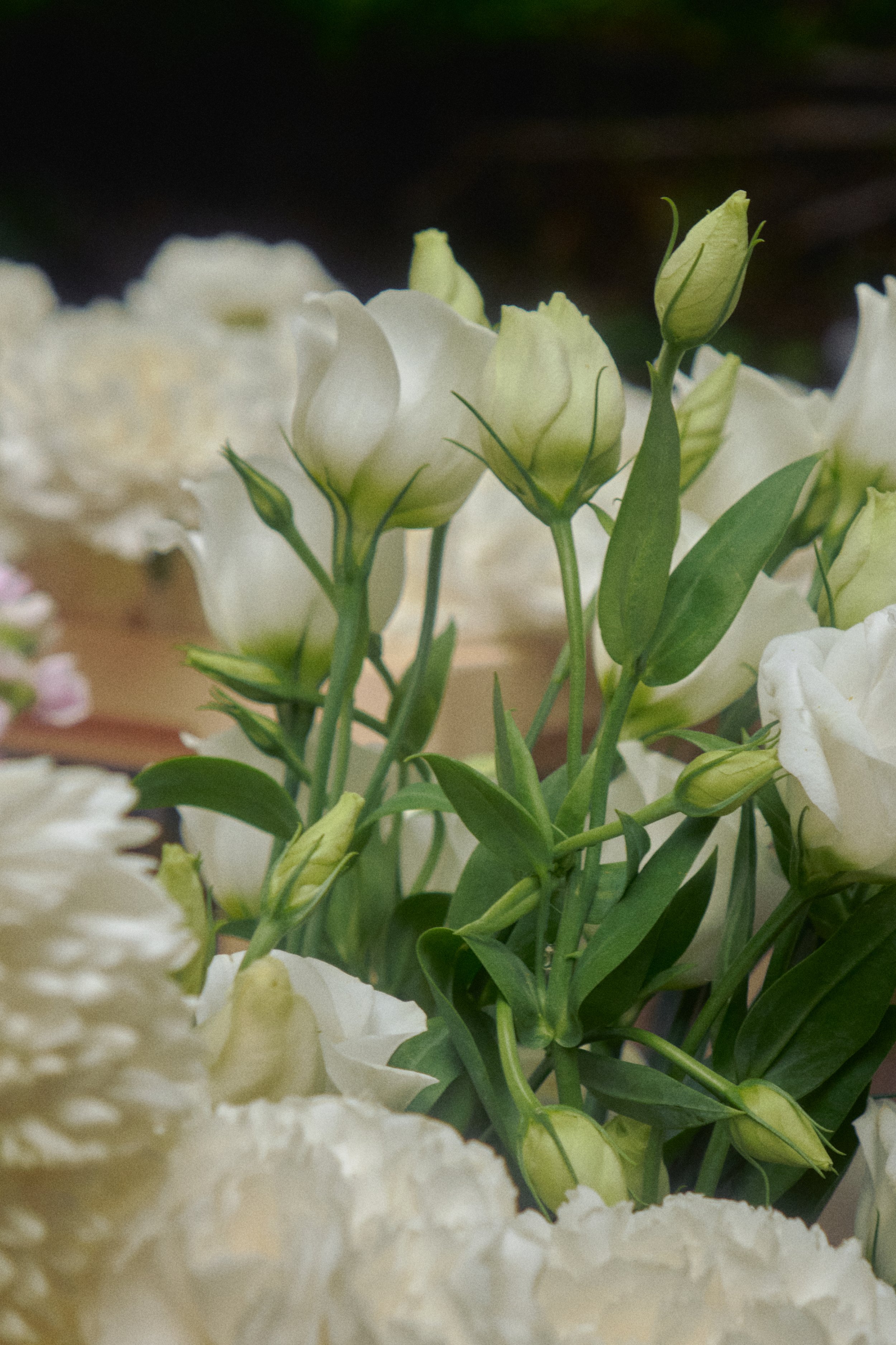 DSCF5926.jpg