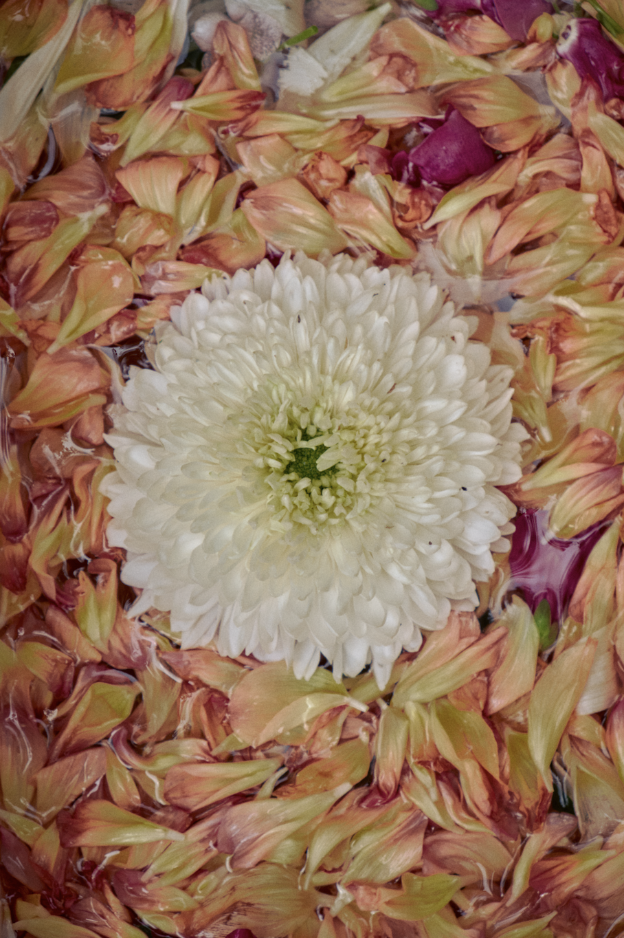 Une fleur blanche entourée de pétales colorés de rose, orange et vert, flottant dans l'eau.