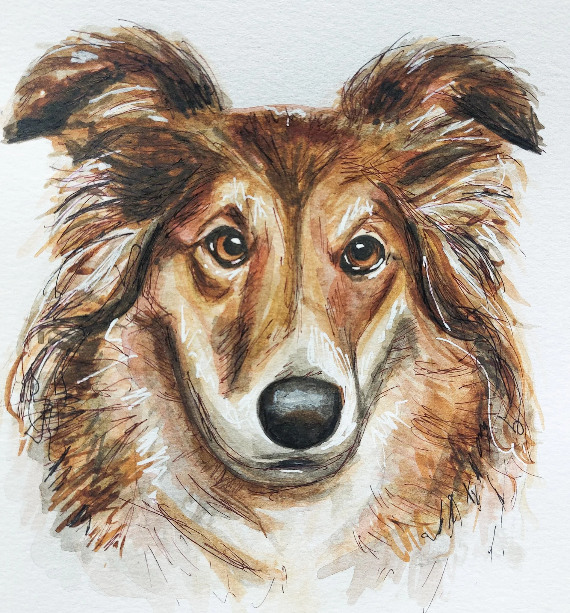 A watercolor painting of a brown and black dog, possibly a Shetland Sheepdog or Collie, with large expressive eyes and fluffy ears, on a white background.
