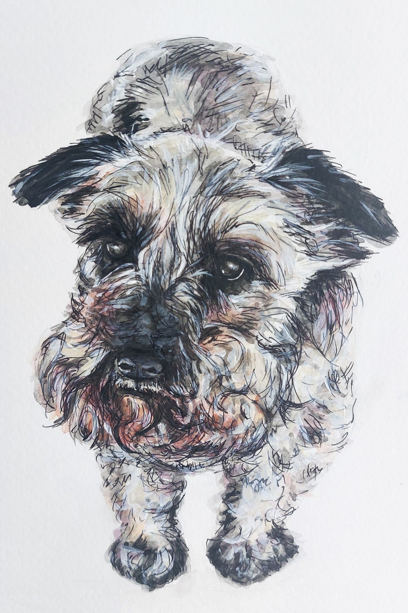 Watercolor painting of a small, fluffy dog with a dark face and expressive eyes, standing on a white background.