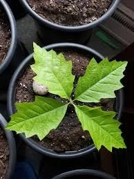 red oak.jfif
