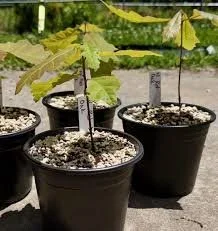 red oak1.jfif