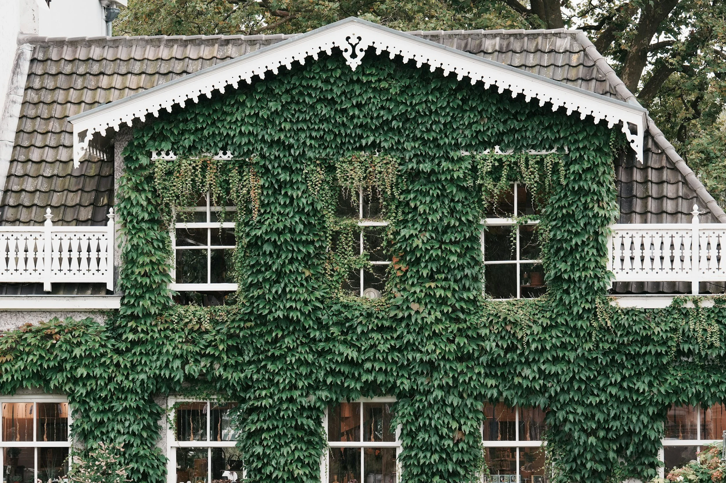 Ein Haus mit weißen Fensterrahmen und dichten grünen Efeu-Vorhängen, die die Fassade bedecken.