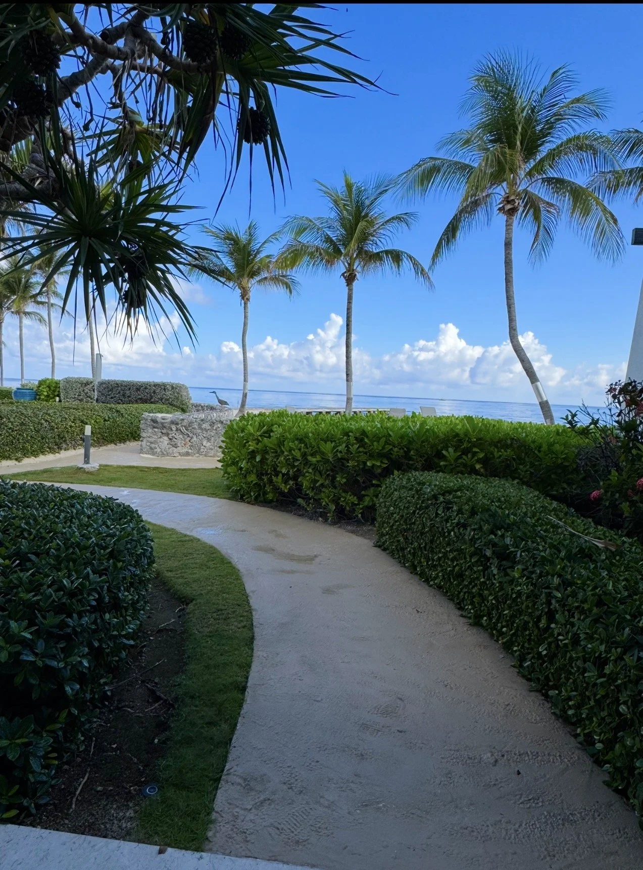 A pathway lined with green bushes and tropical trees, leading to a seaside view with palm trees and a blue sky with clouds.