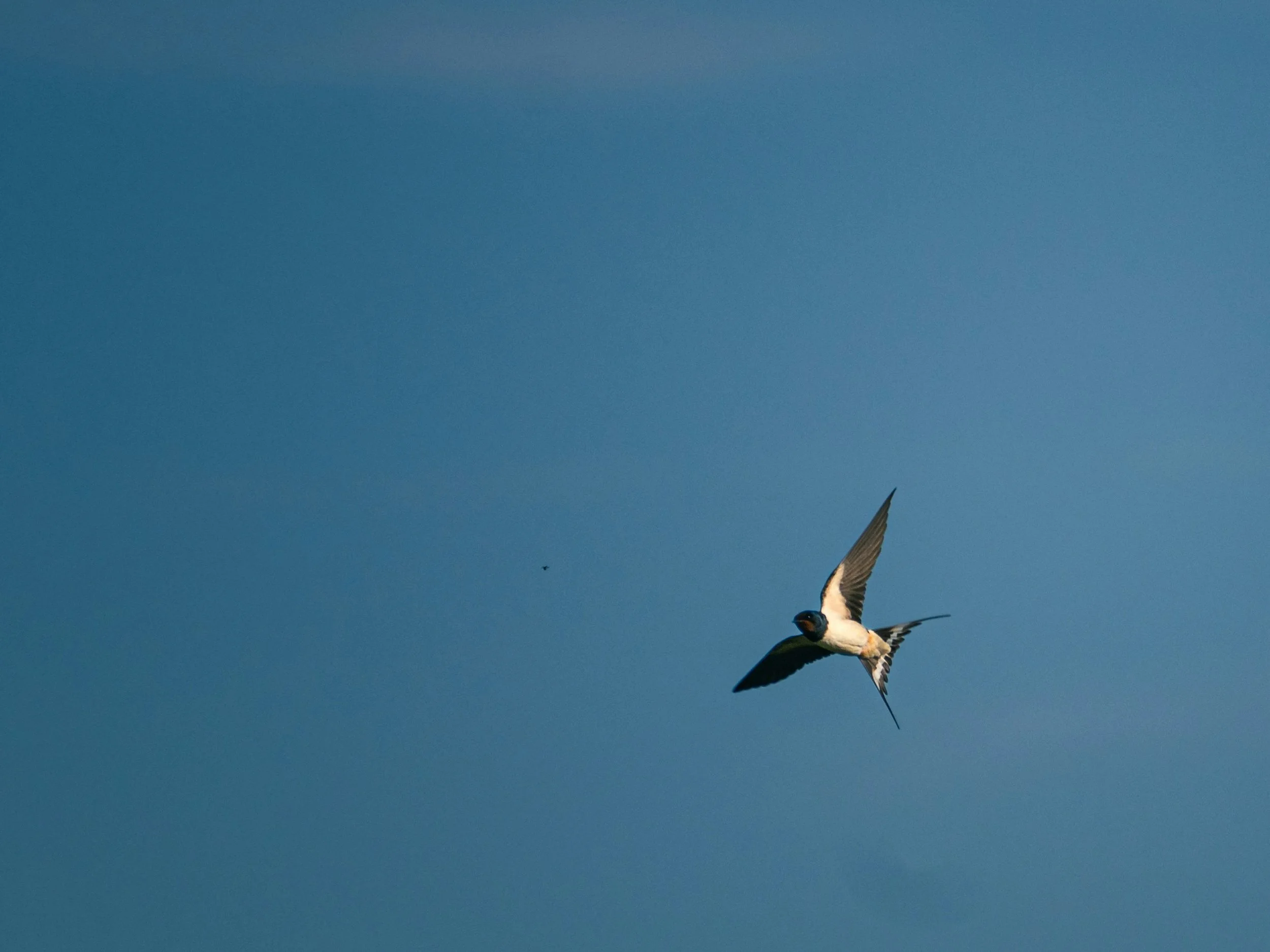 A bird with black and white feathers flying in a clear blue sky.
