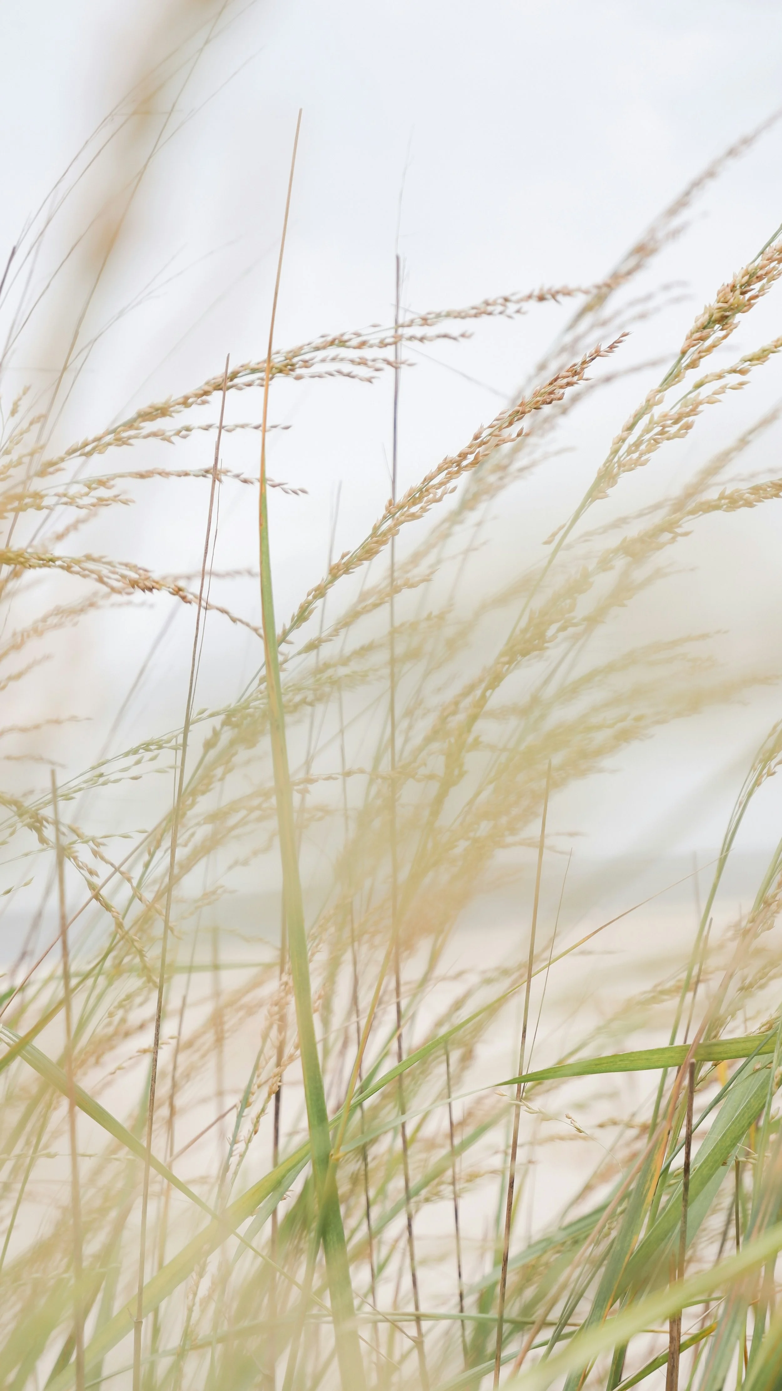 Tall grasses swaying in a gentle breeze against a soft, light sky background.