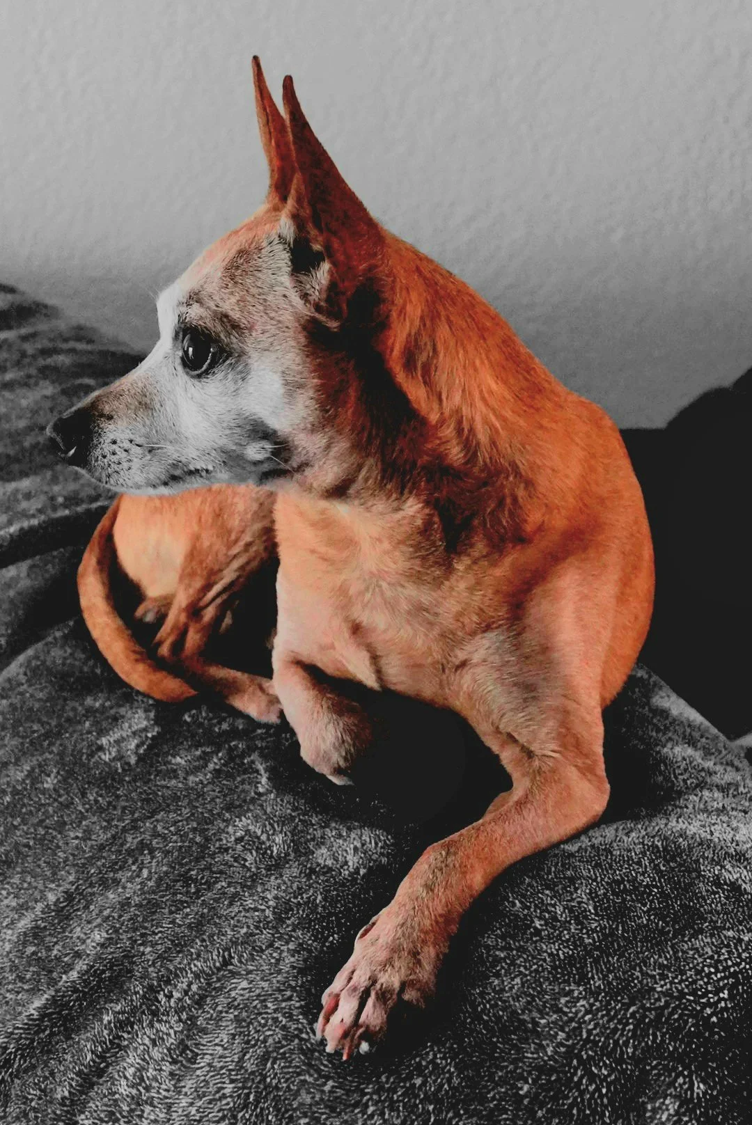A dog with the body of a cat, sitting on a textured fabric surface against a plain wall.