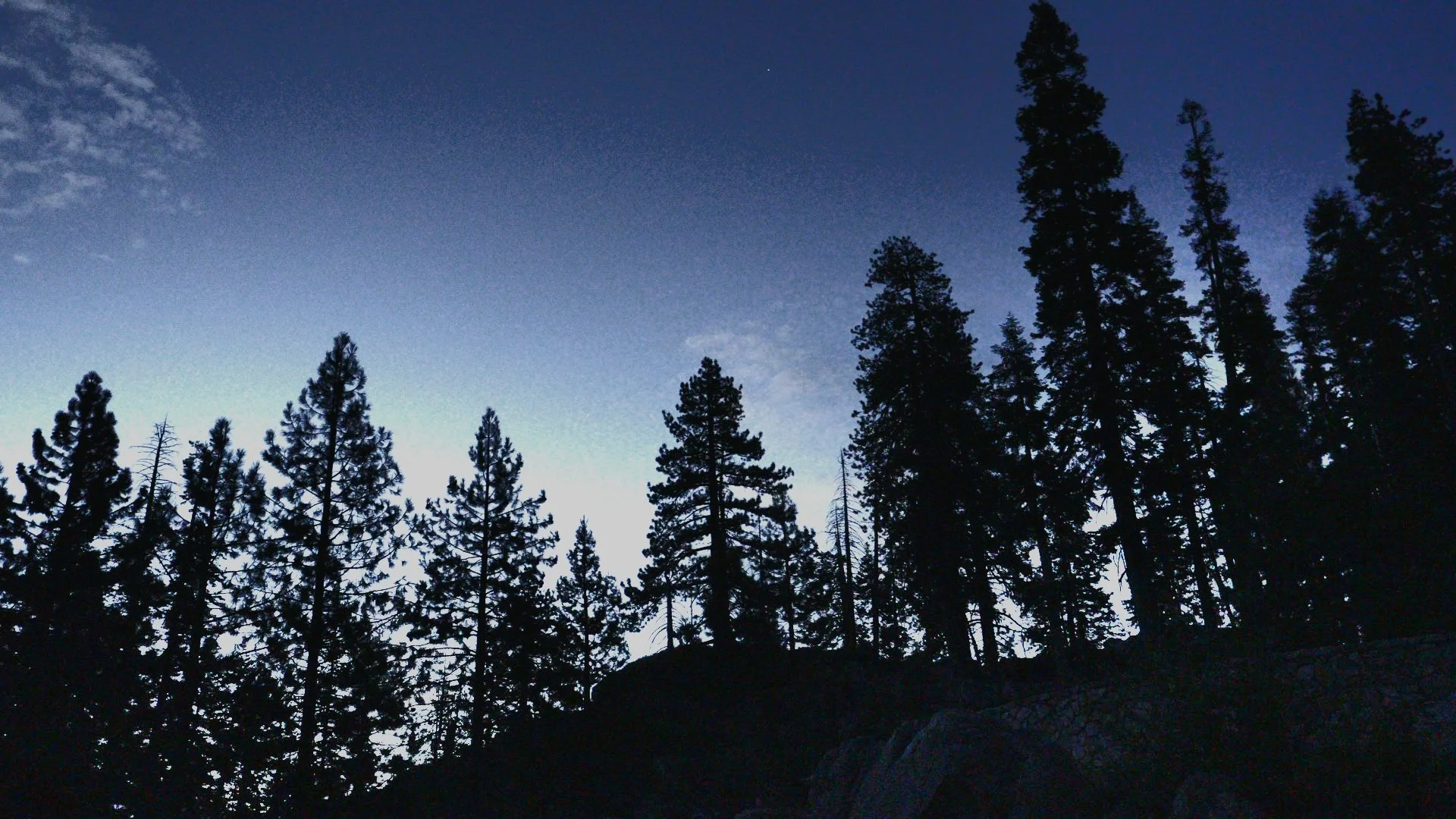 Silhouetted tall pine trees against a darkening blue evening sky with a few light clouds and a bright star or planet visible.