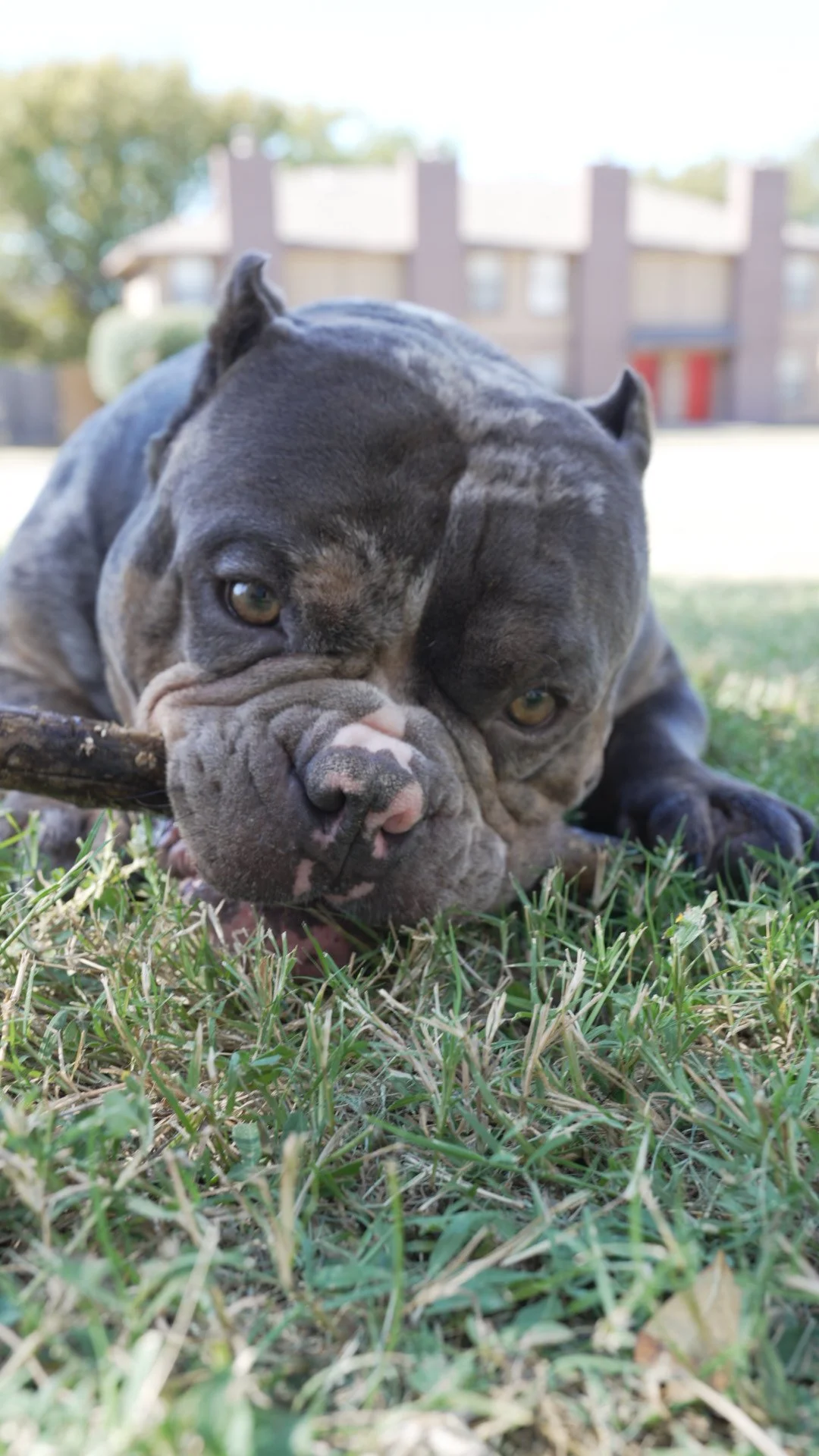 A gray and black bulldog puppy lying on grass, chewing on a stick with a house and trees in the background.
