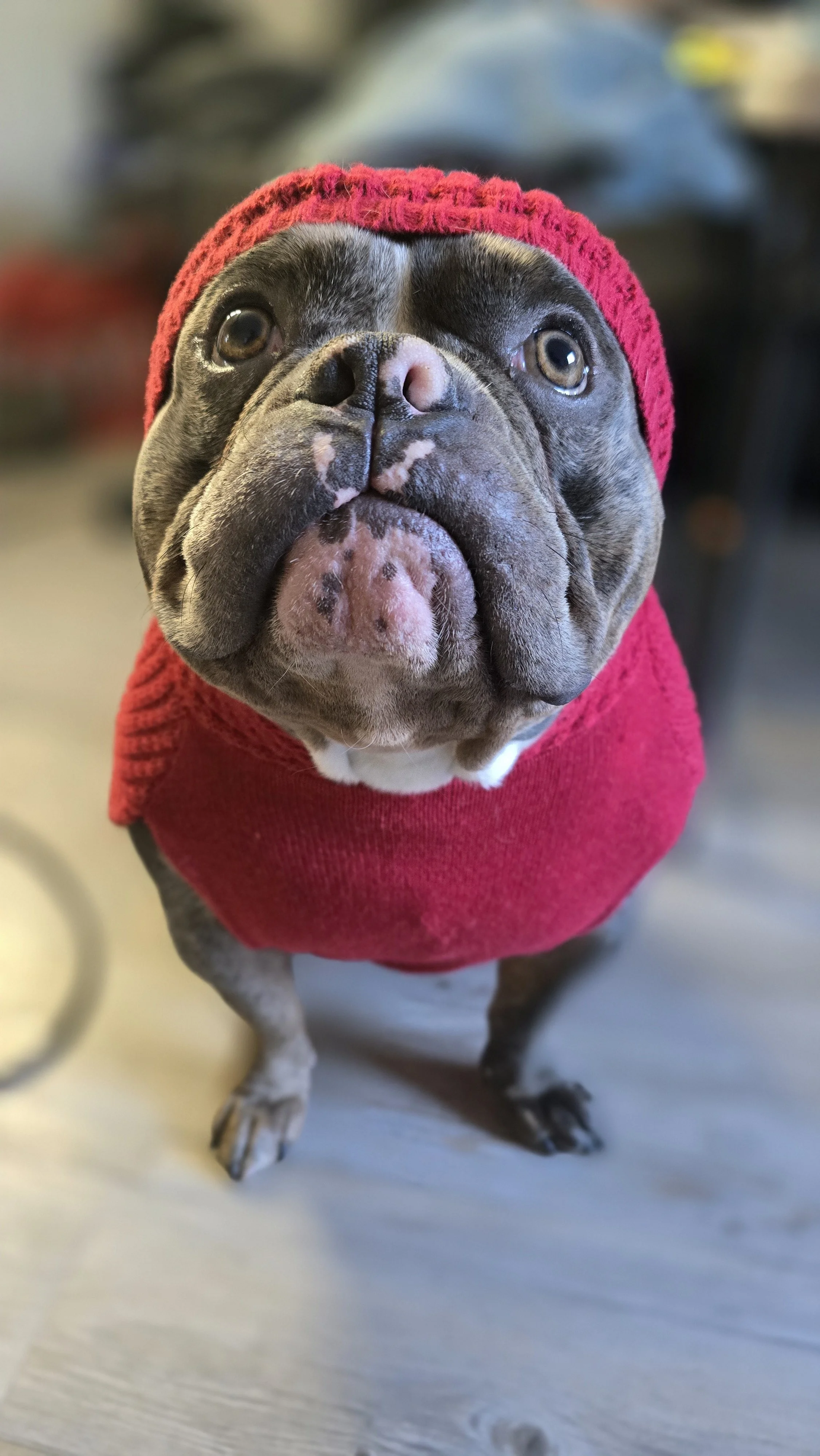 Close-up of a French Bulldog wearing a red knit hoodie and hat, standing on a wooden floor indoors.