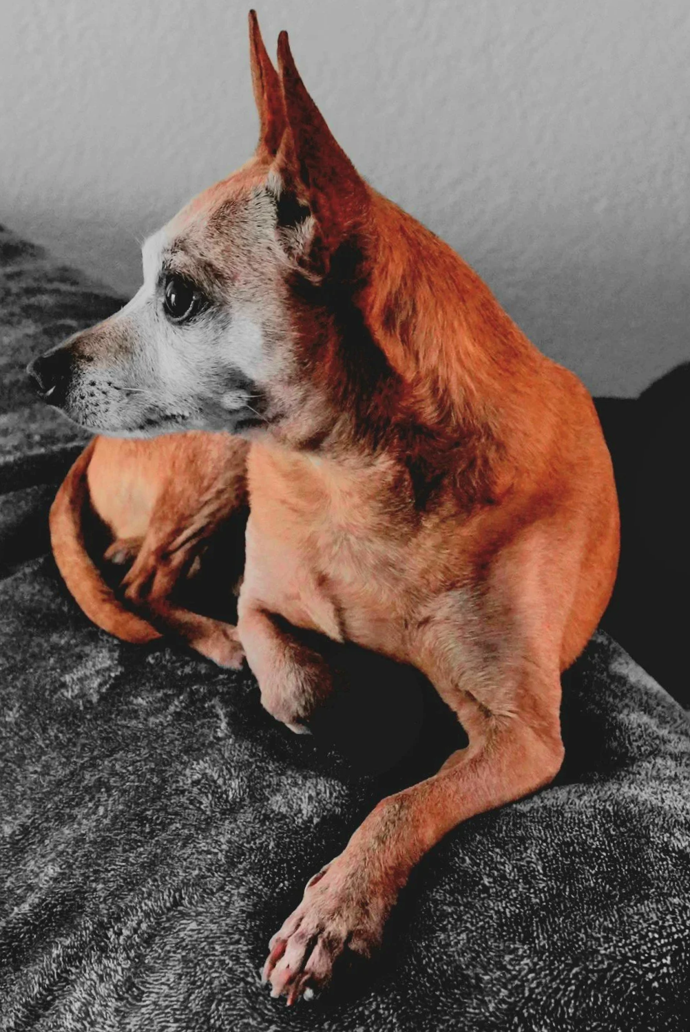 A dog with the body of a brown dog and the face of a black-and-white dog sitting on a textured gray blanket.