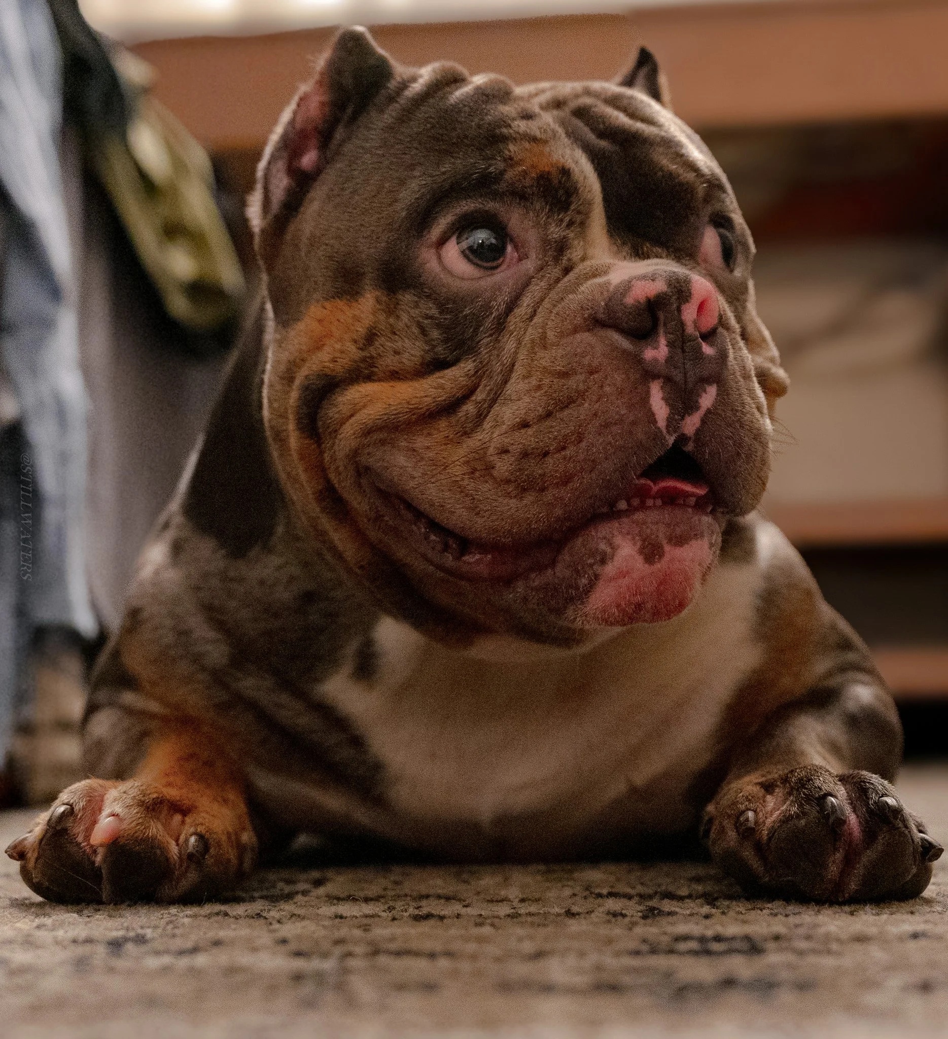 Close-up of a bulldog puppy lying on its back on a carpeted floor, with paws extended and face turned upward.