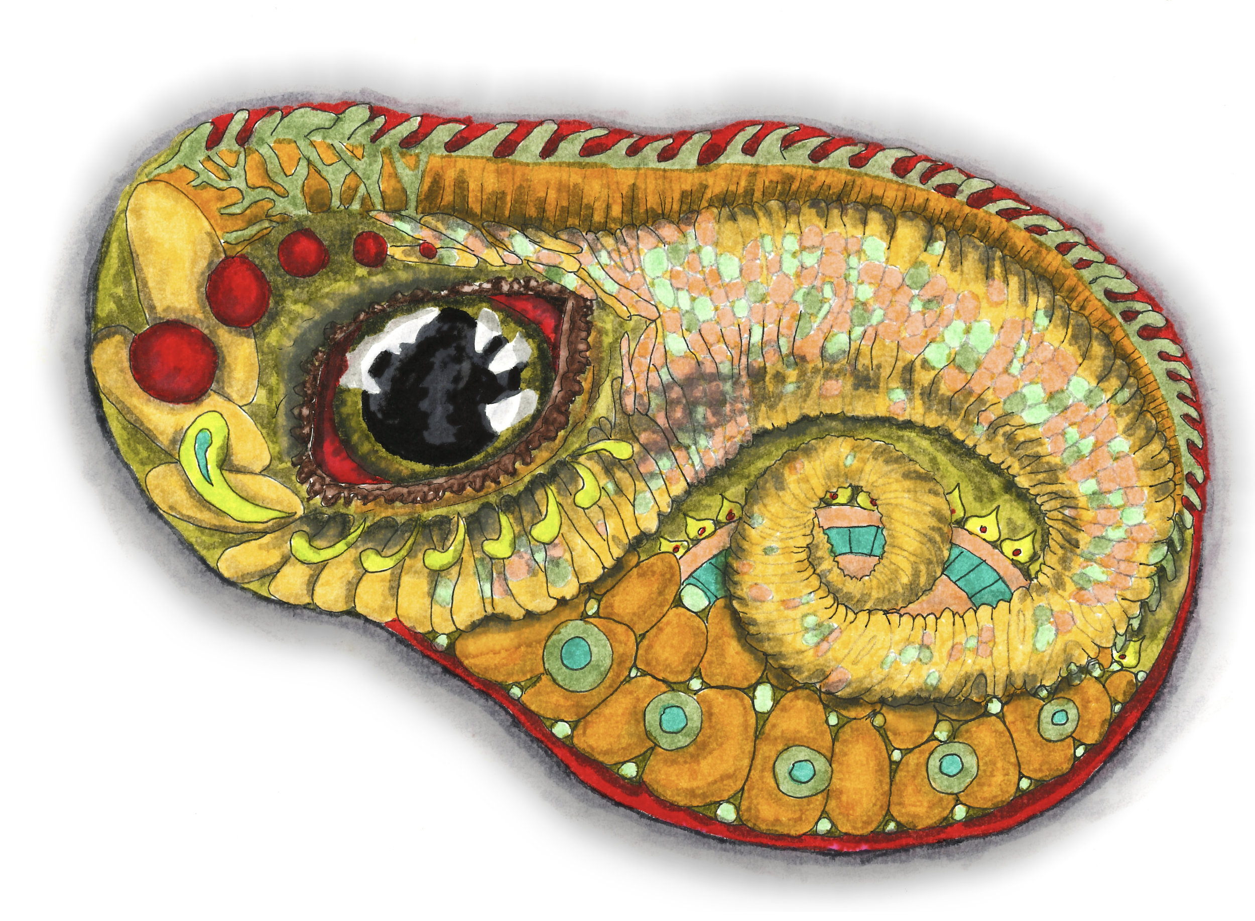 "Eye of the Dragon" - 2025