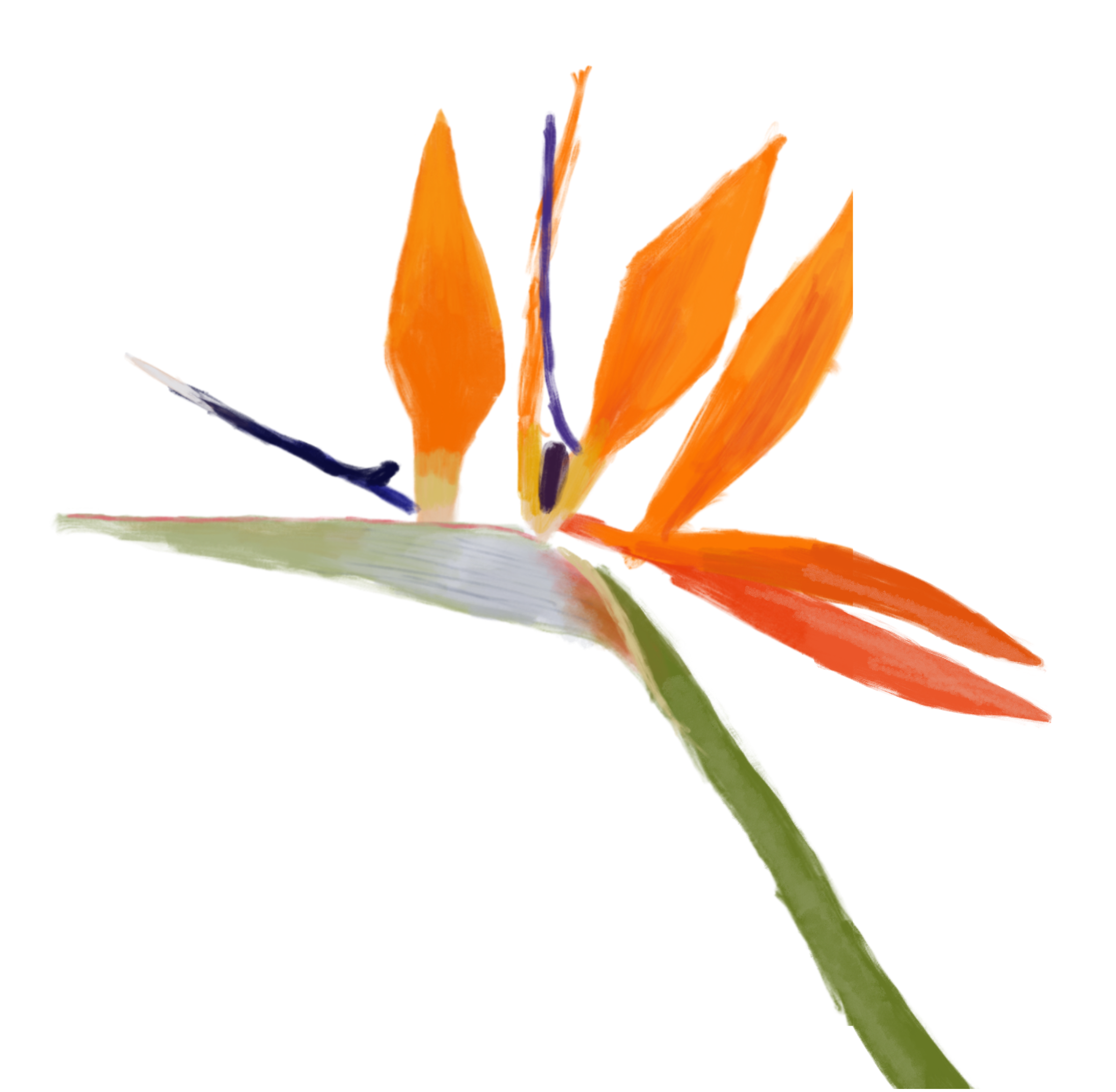Close-up van oranje en gele bloemen met groene steel, op een zwarte achtergrond.