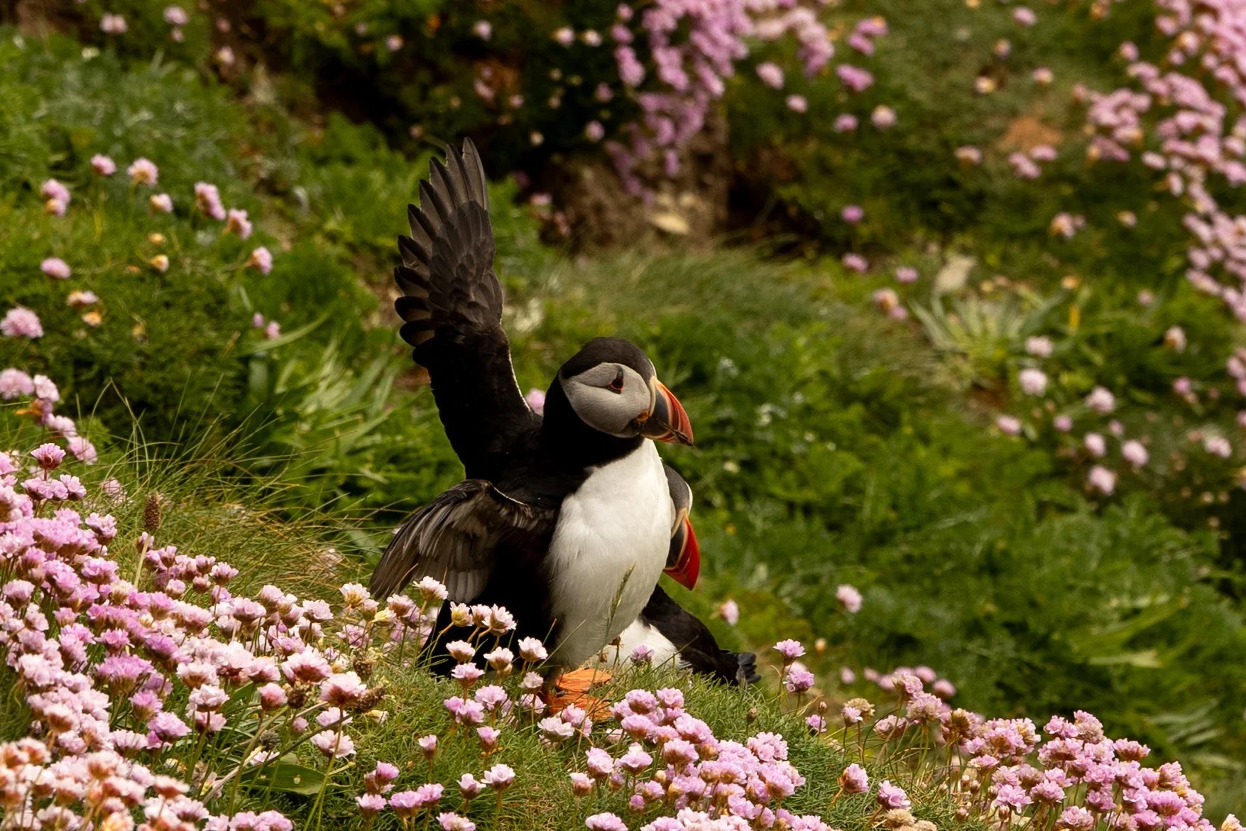 Dag 11: The Shetland Islands (28-05-2025)