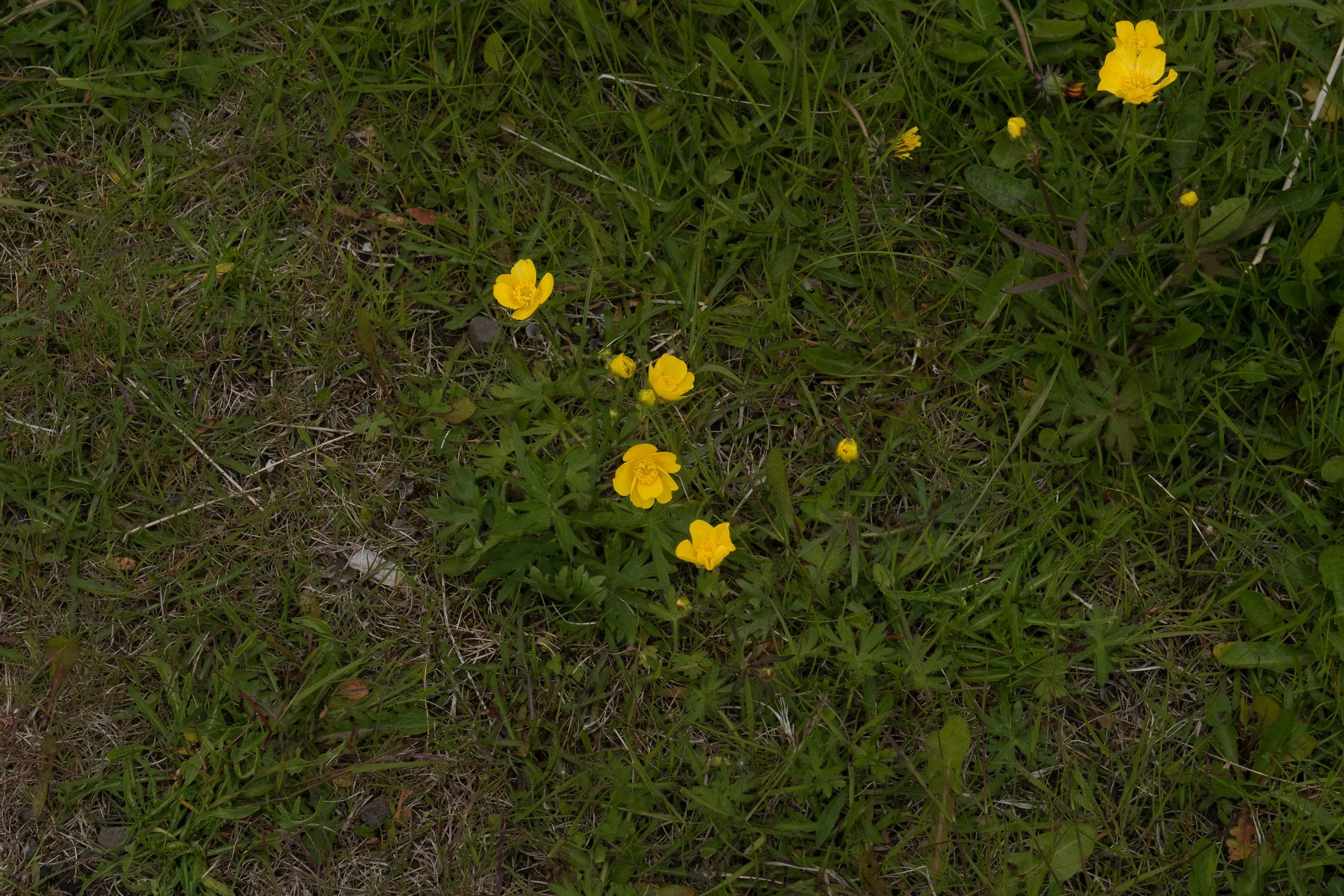 volansfotografie-22.jpeg