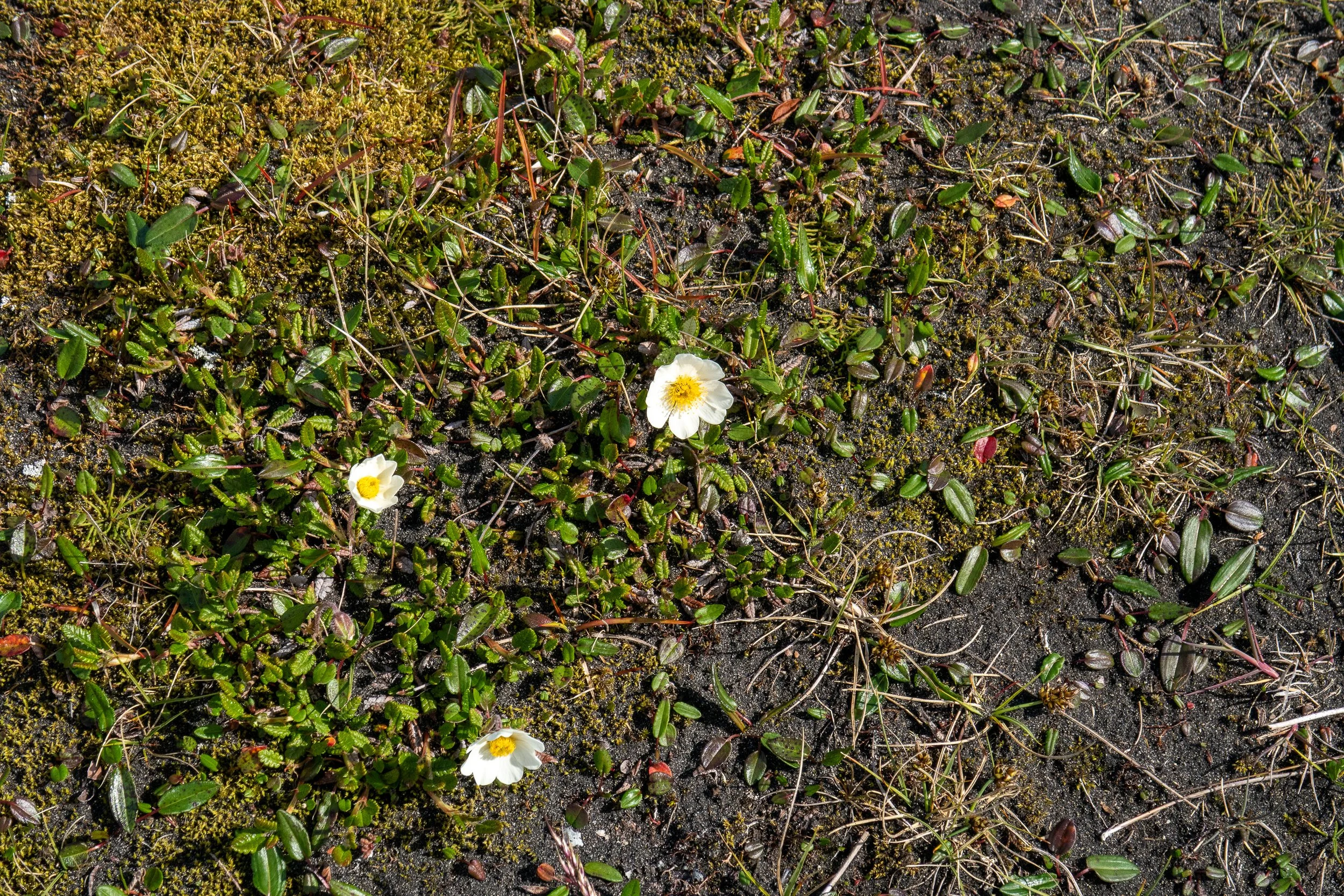 volansfotografie-118.jpeg