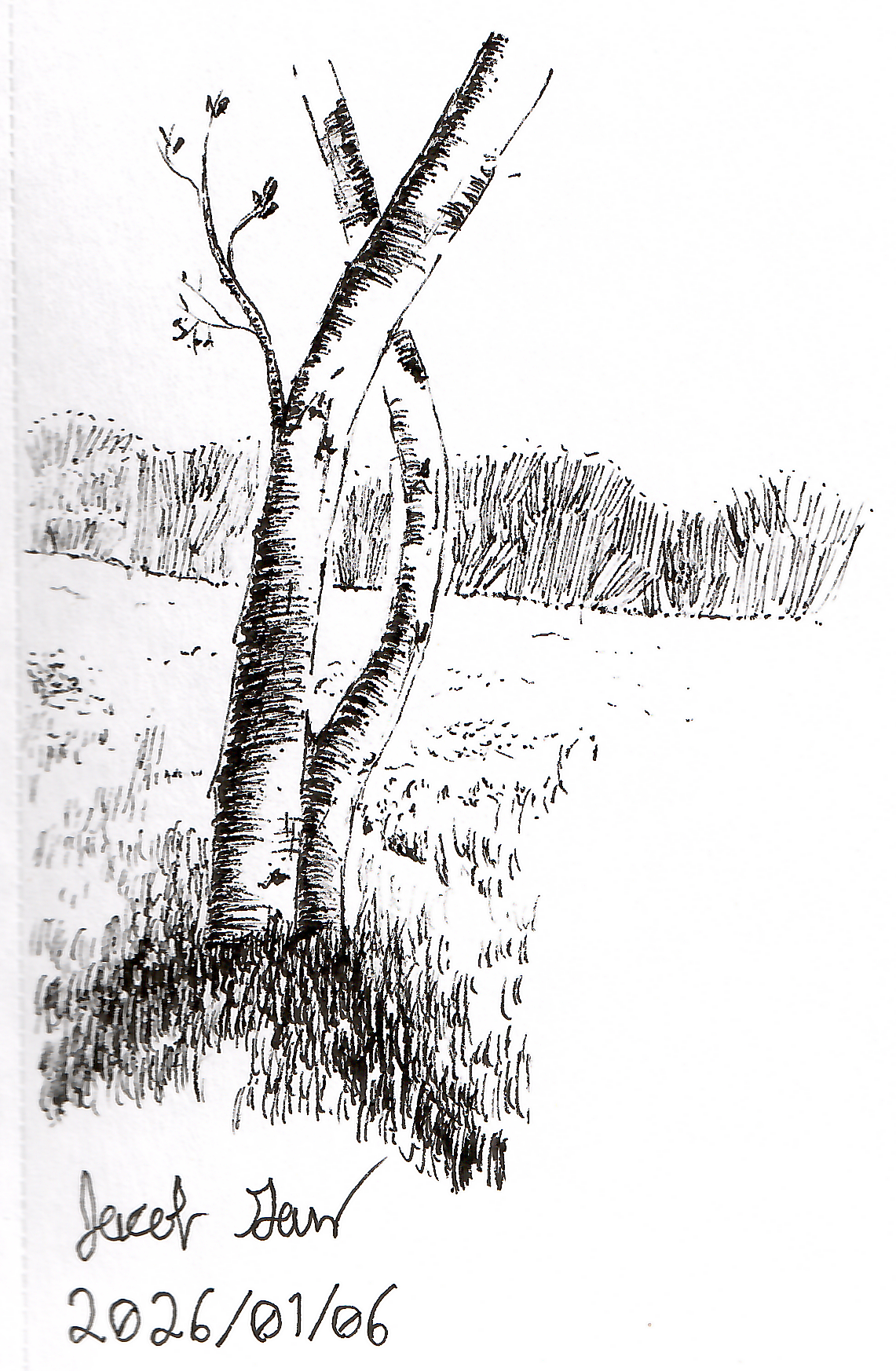 OldTreePortrait.png