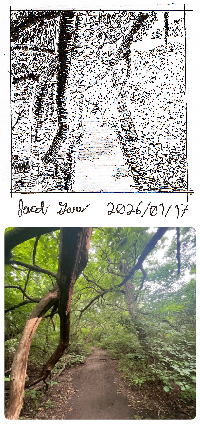 WoodedForestPath.png