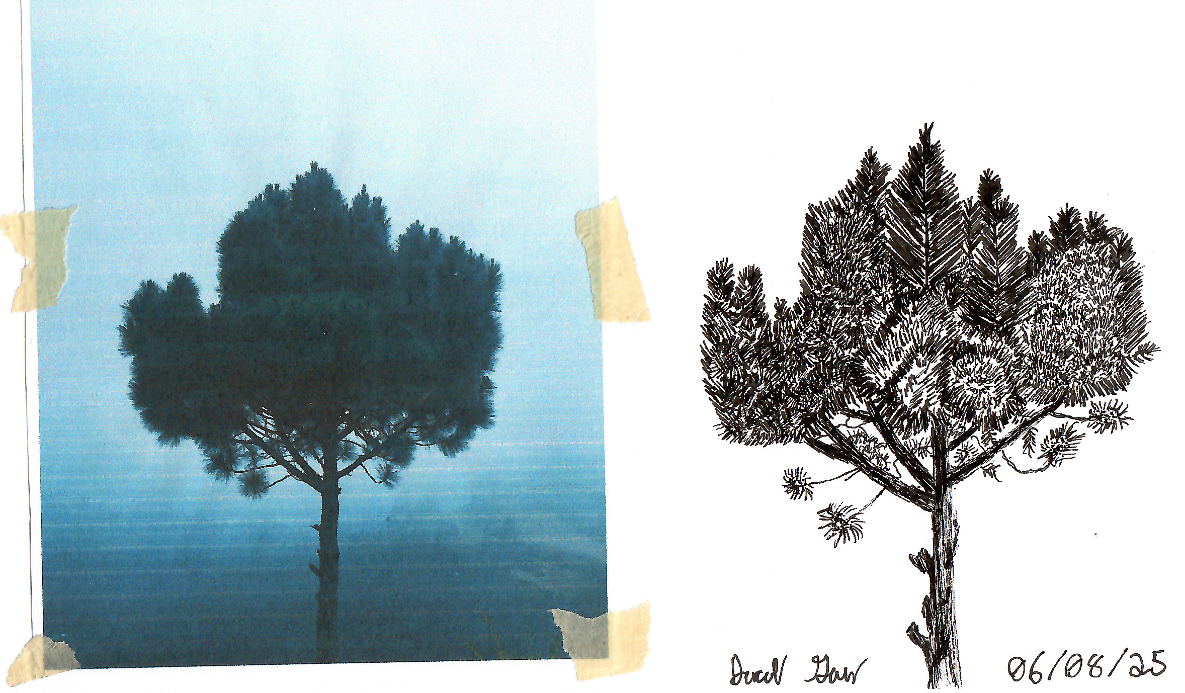 SoloPineTree.png