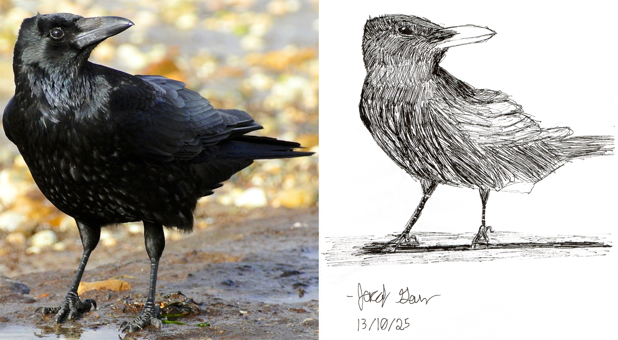 SoloCrowPortrait.png