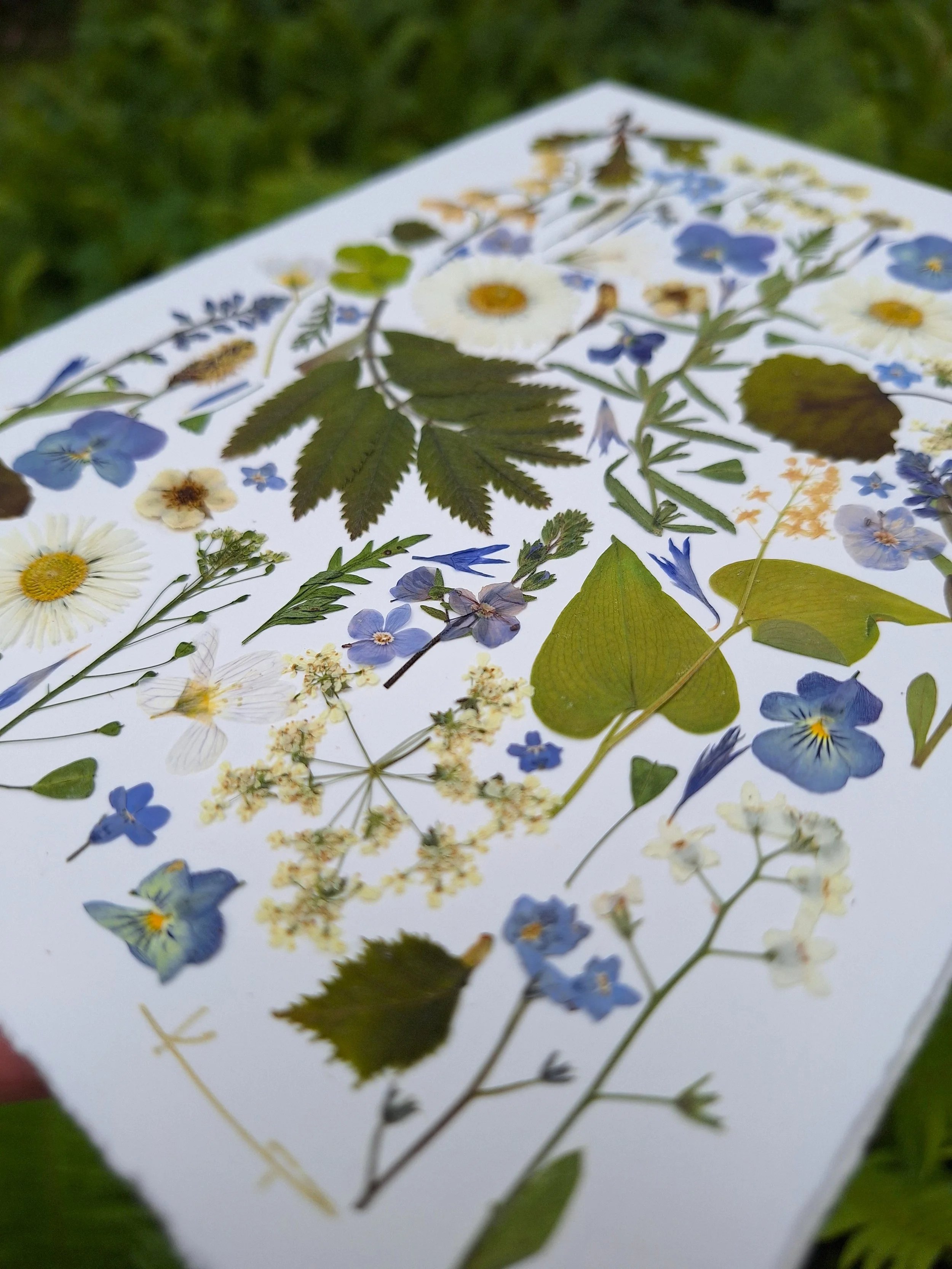 An elegant, minimalist handmade greeting card showcasing an organic arrangement of authentic pressed green delicate botanical leaves and light flowers.