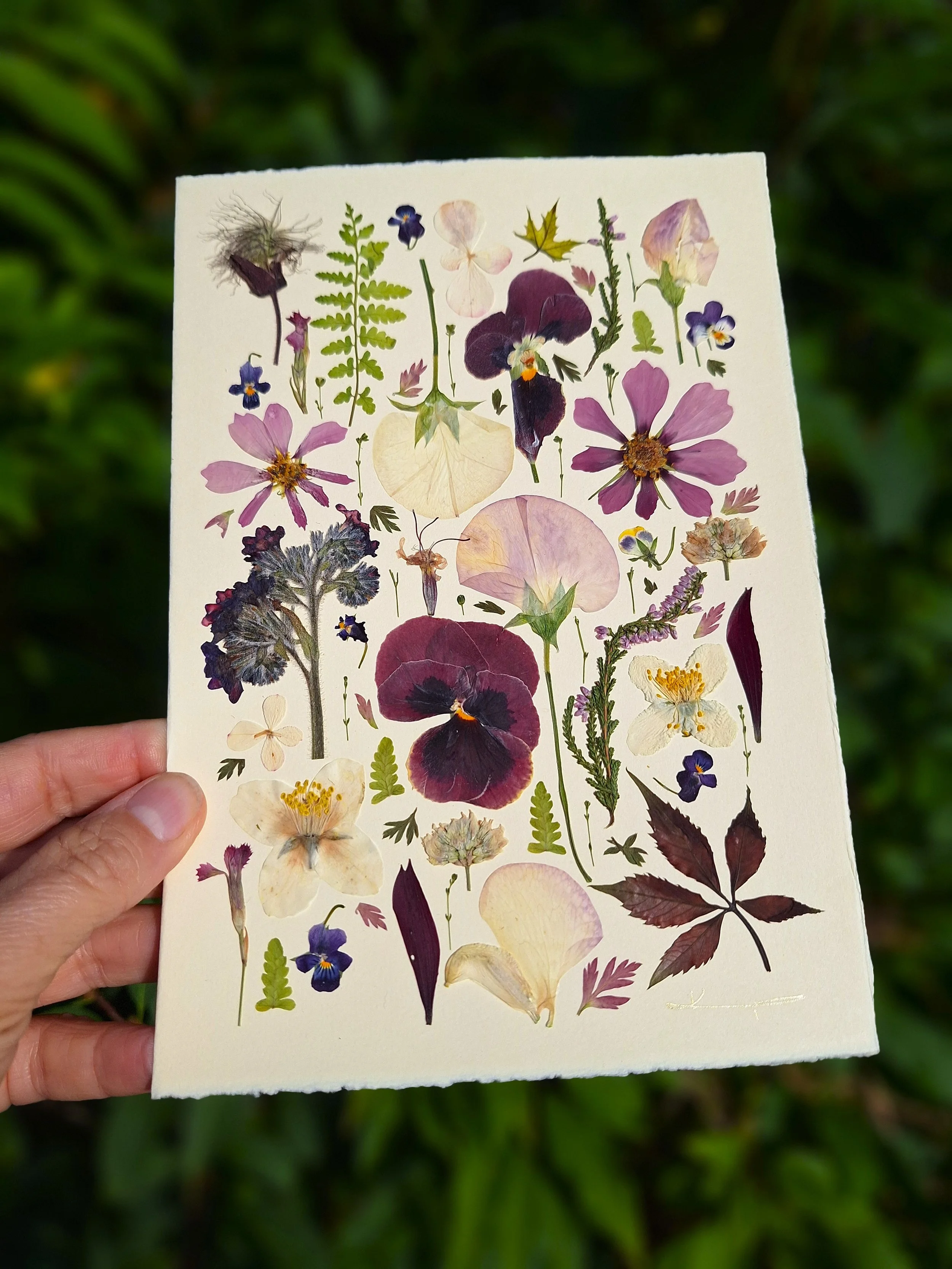 A high-contrast full-page botanical arrangement of authentic pressed deep purple pansies, pink accents, and burgundy autumn foliage on textured white paper by Kai Lillekaardid.