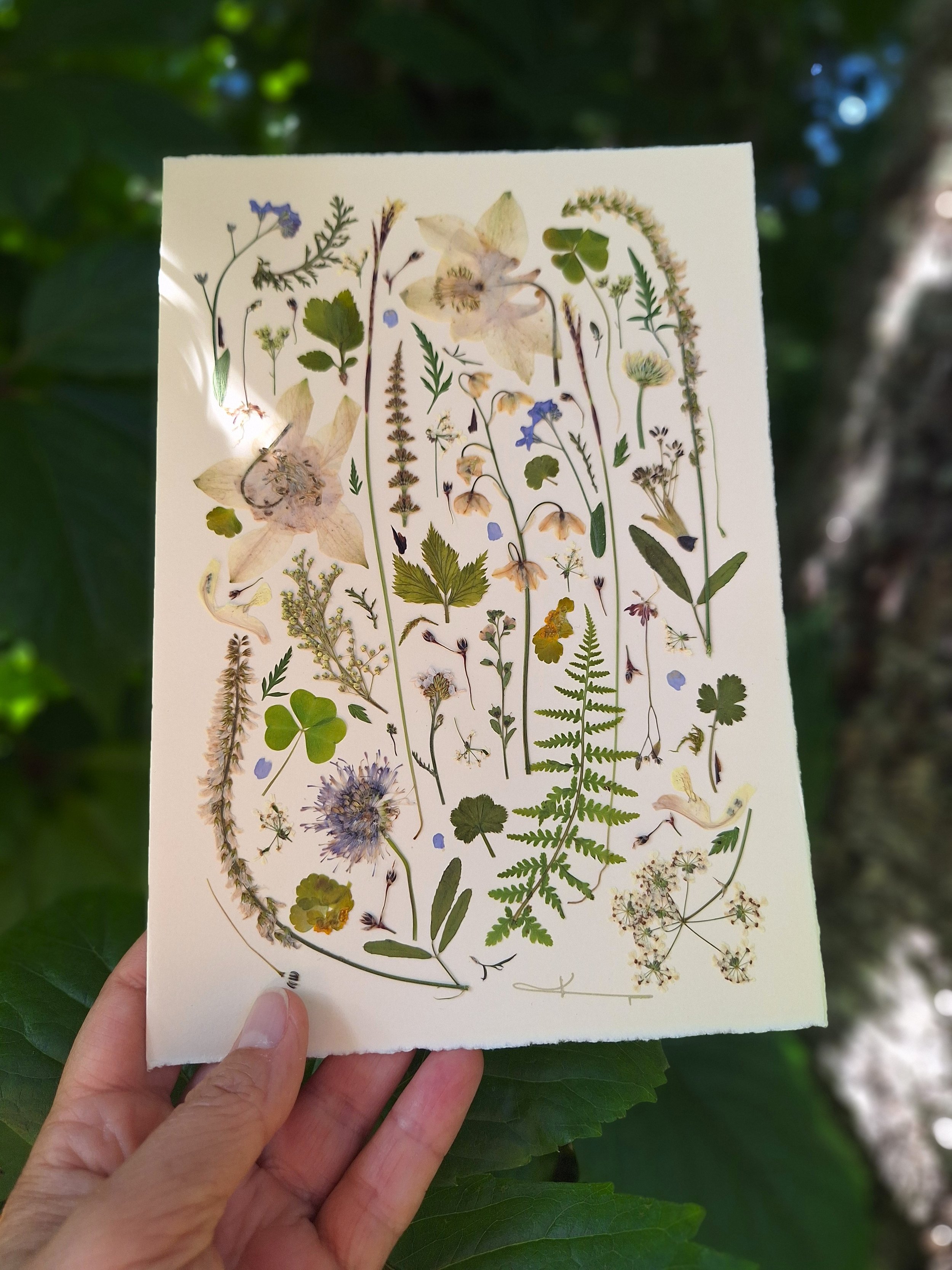 This card features an orderly, specimen-like presentation of white flowers, leaves, clovers and stems, like a real herbarium.