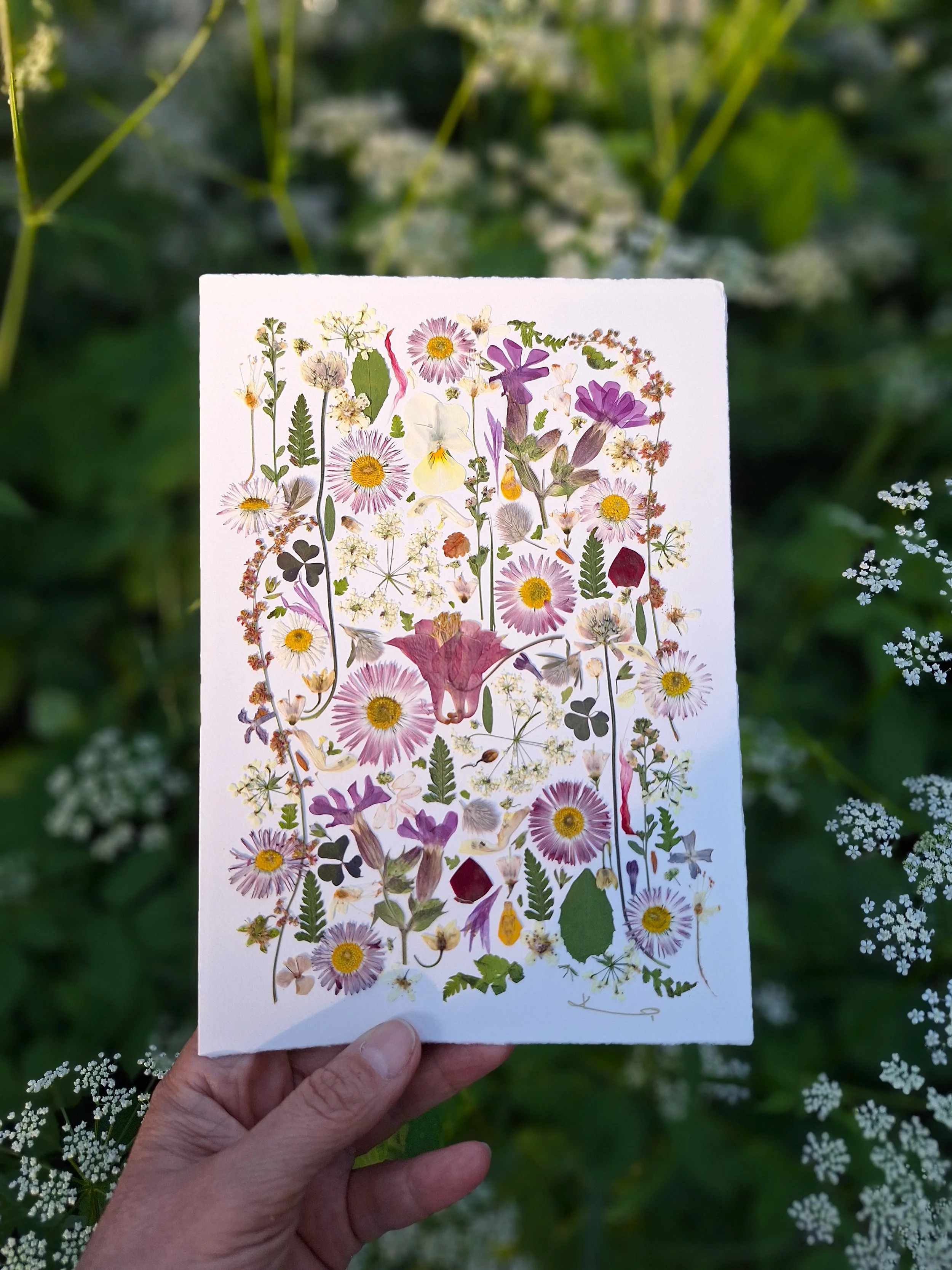 Blushing Meadow