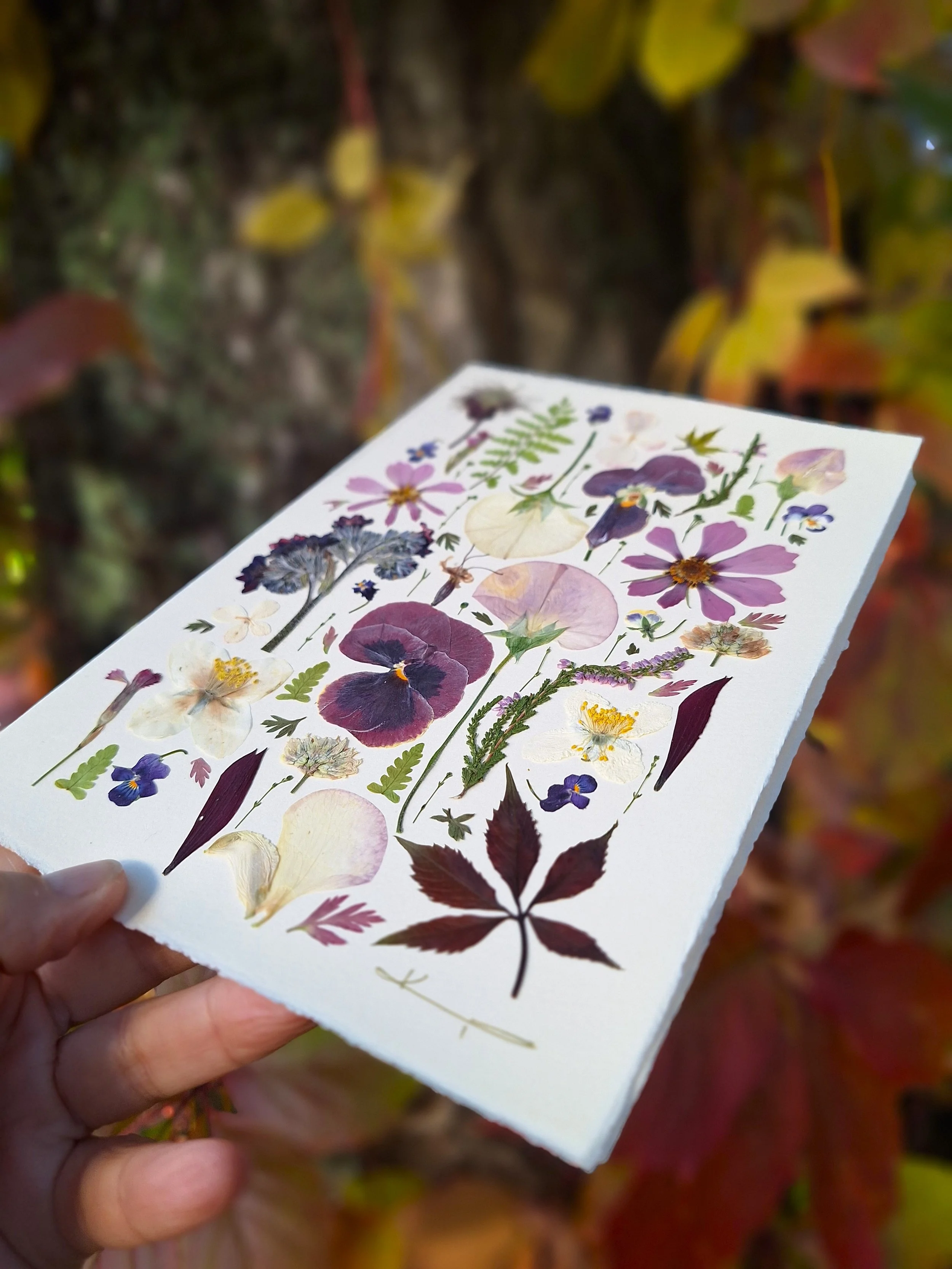 A high-contrast full-page botanical arrangement of authentic pressed deep purple pansies, pink accents, and burgundy autumn foliage on textured white paper by Kai Lillekaardid.