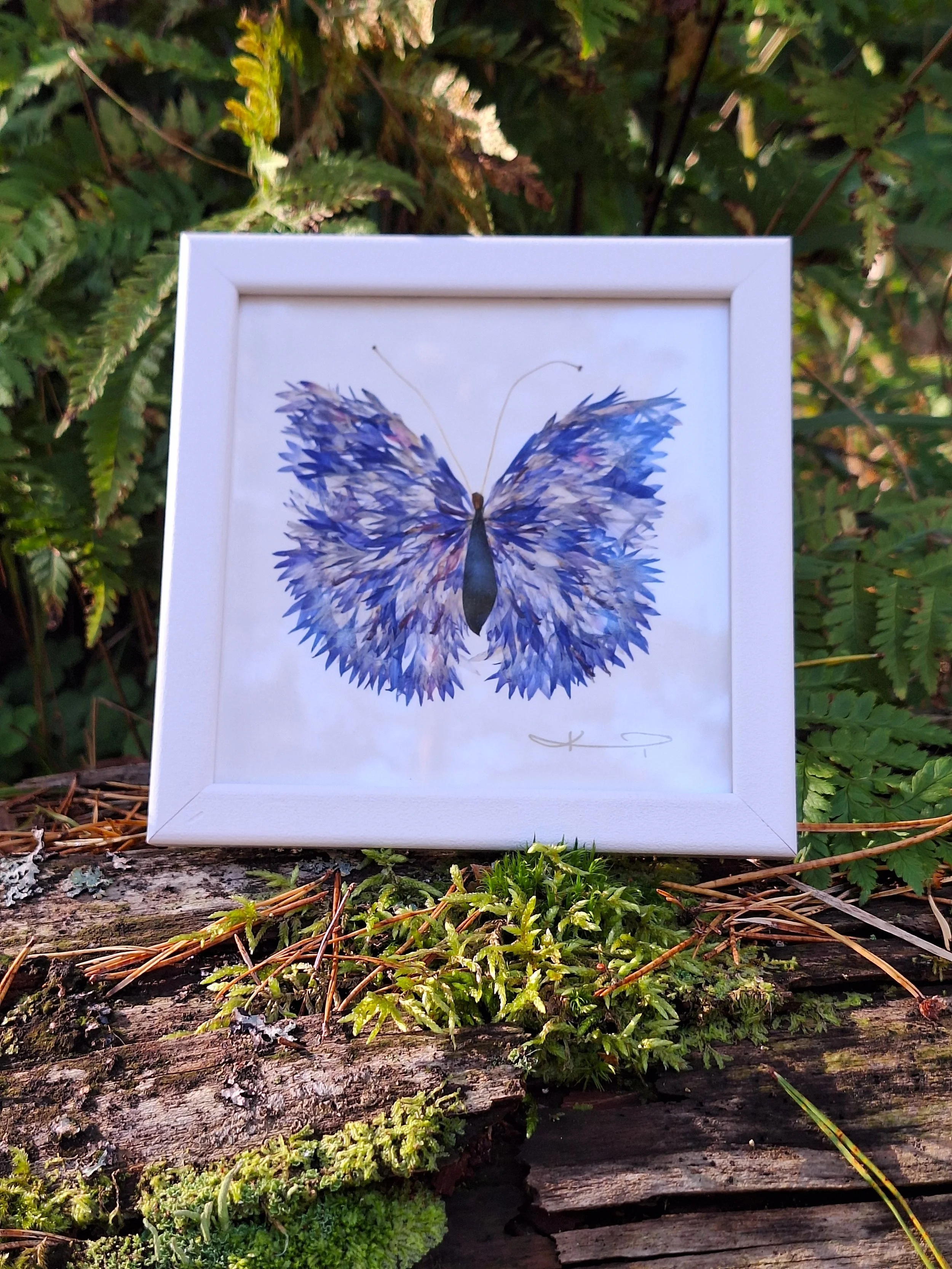 High-end pressed flower art by Kai Lillekaardid featuring a detailed blue butterfly wing mosaic made from authentic real petals, elegantly styled in a square white frame.