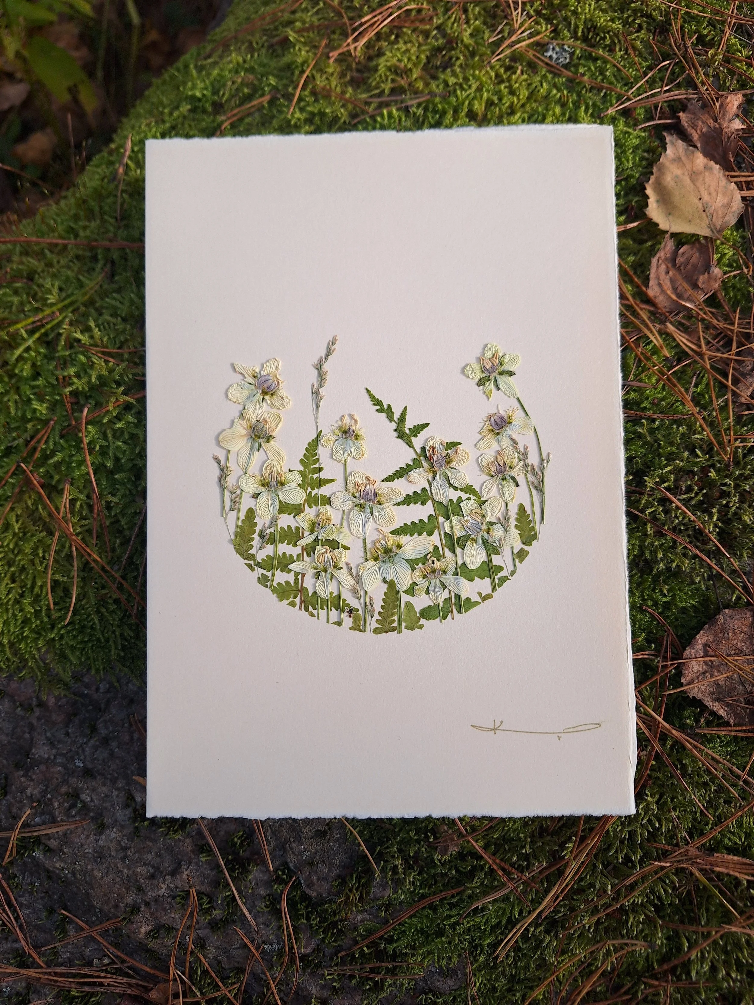 A crisp crescent layout of authentic pressed green ferns, meadow grasses, and delicate white wildflowers on a textured card by Kai Lillekaardid.