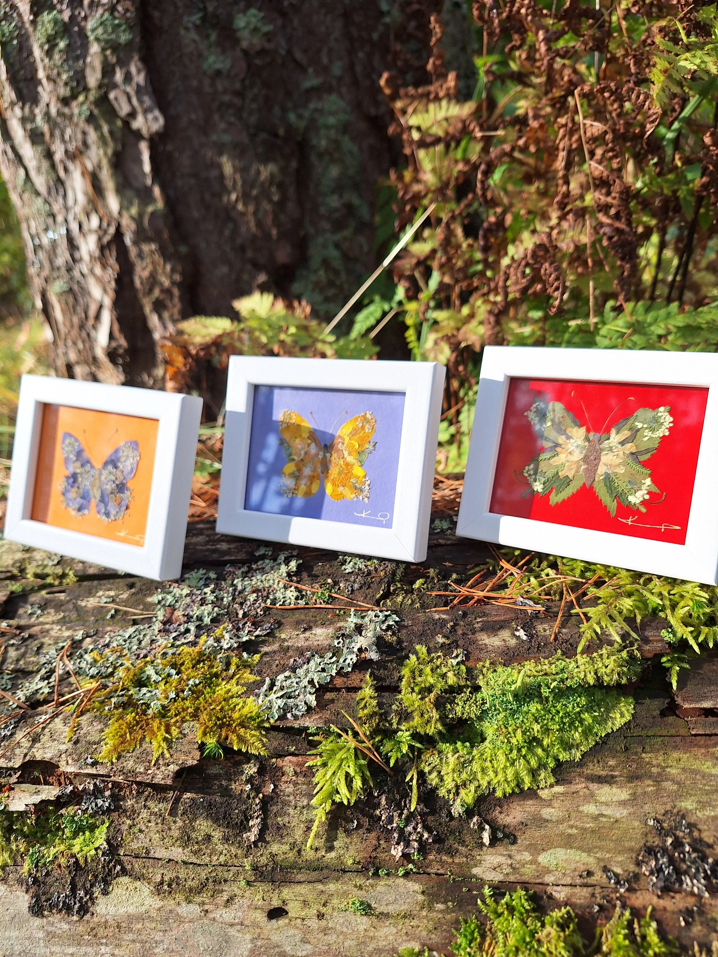 • Three miniature white-framed art pieces by Kai Lillekaardid resting on a mossy log outdoors. Each frame showcases an authentic pressed flower mosaic butterfly: one blue butterfly on an orange backgr