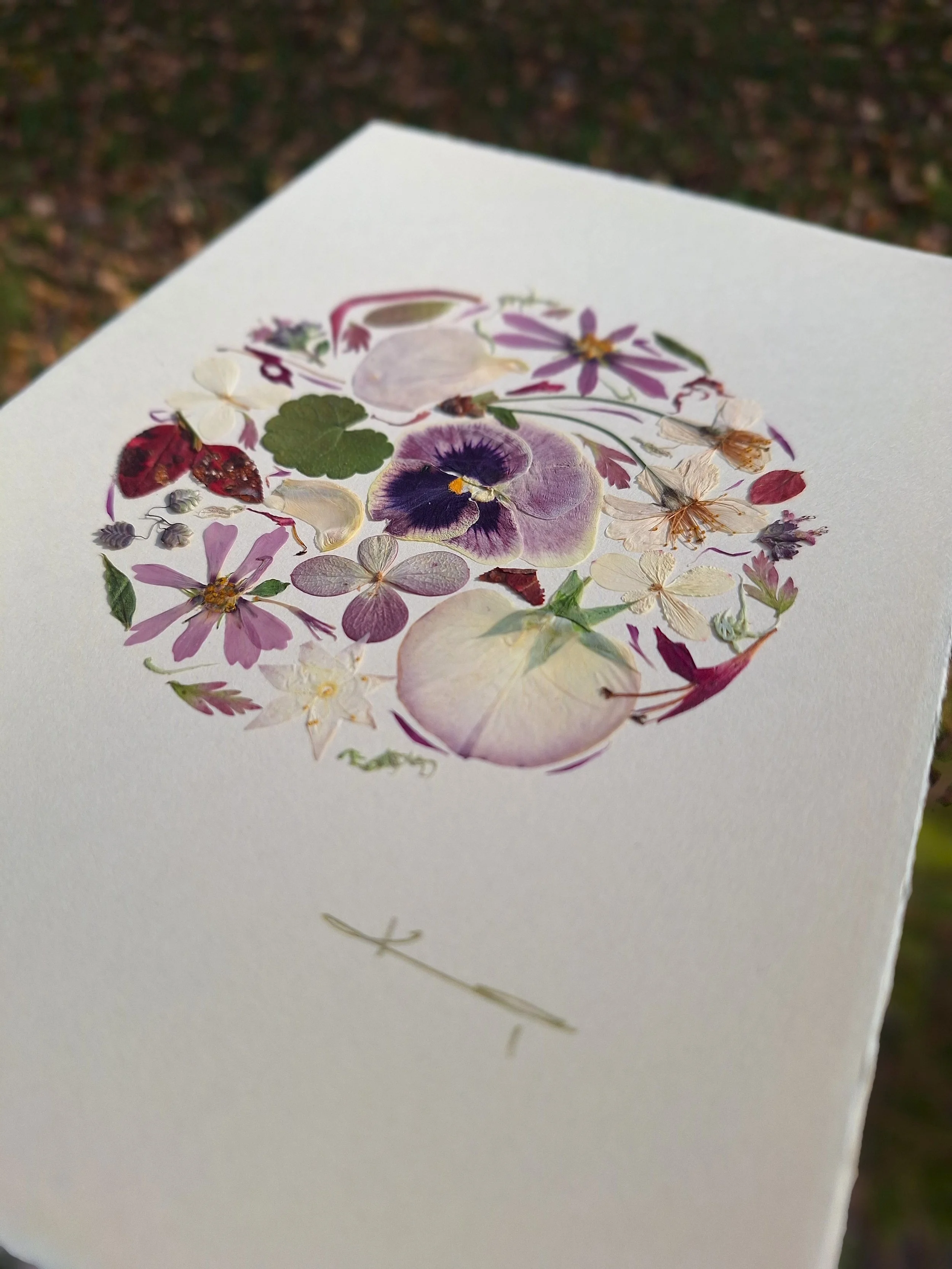 A perfect circle mandala layout of authentic pressed purple pansies and mixed lilac petals on handmade cardstock held outdoors.