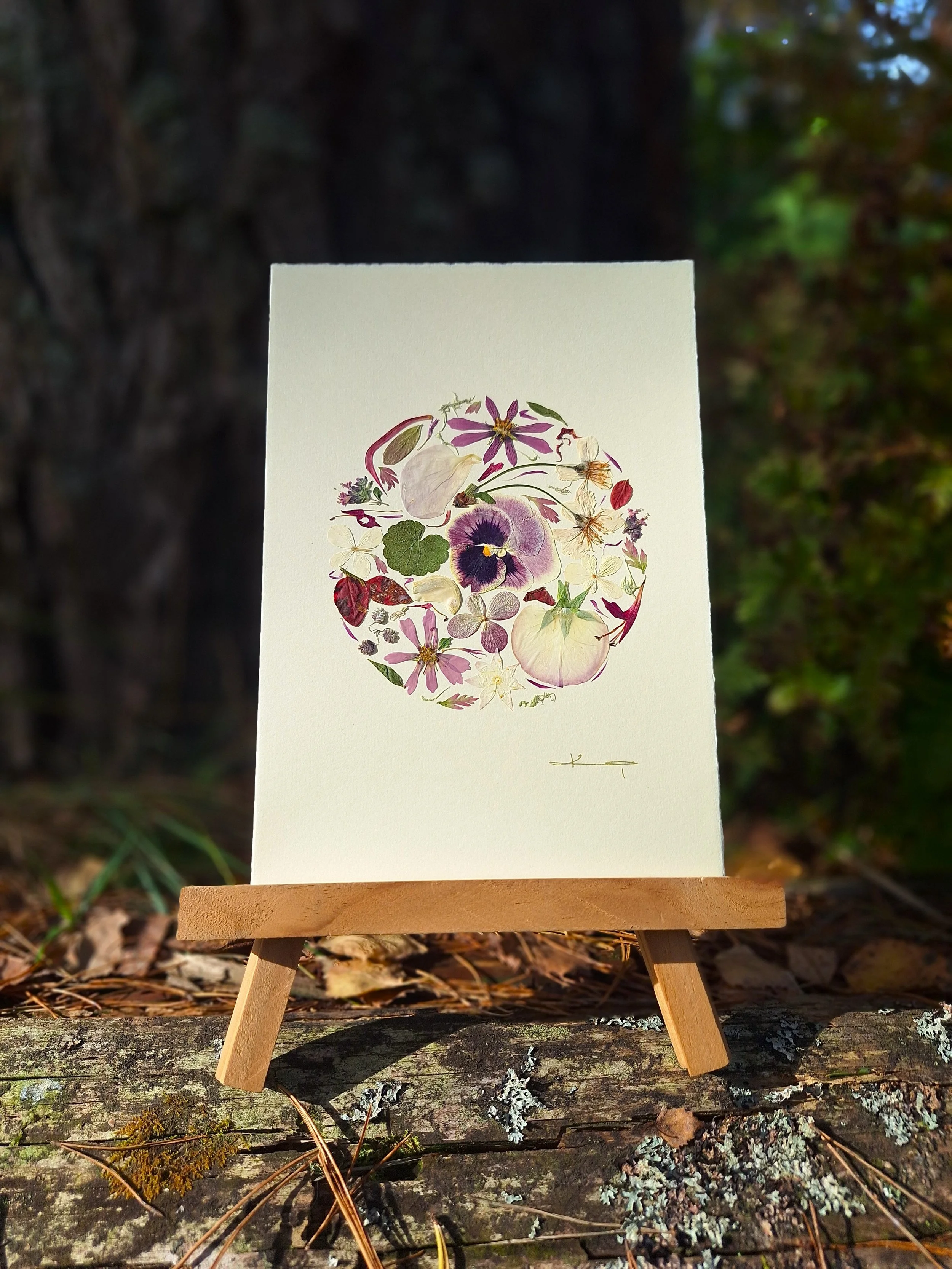 A perfect circle mandala layout of authentic pressed purple pansies and mixed lilac petals on handmade cardstock held outdoors.